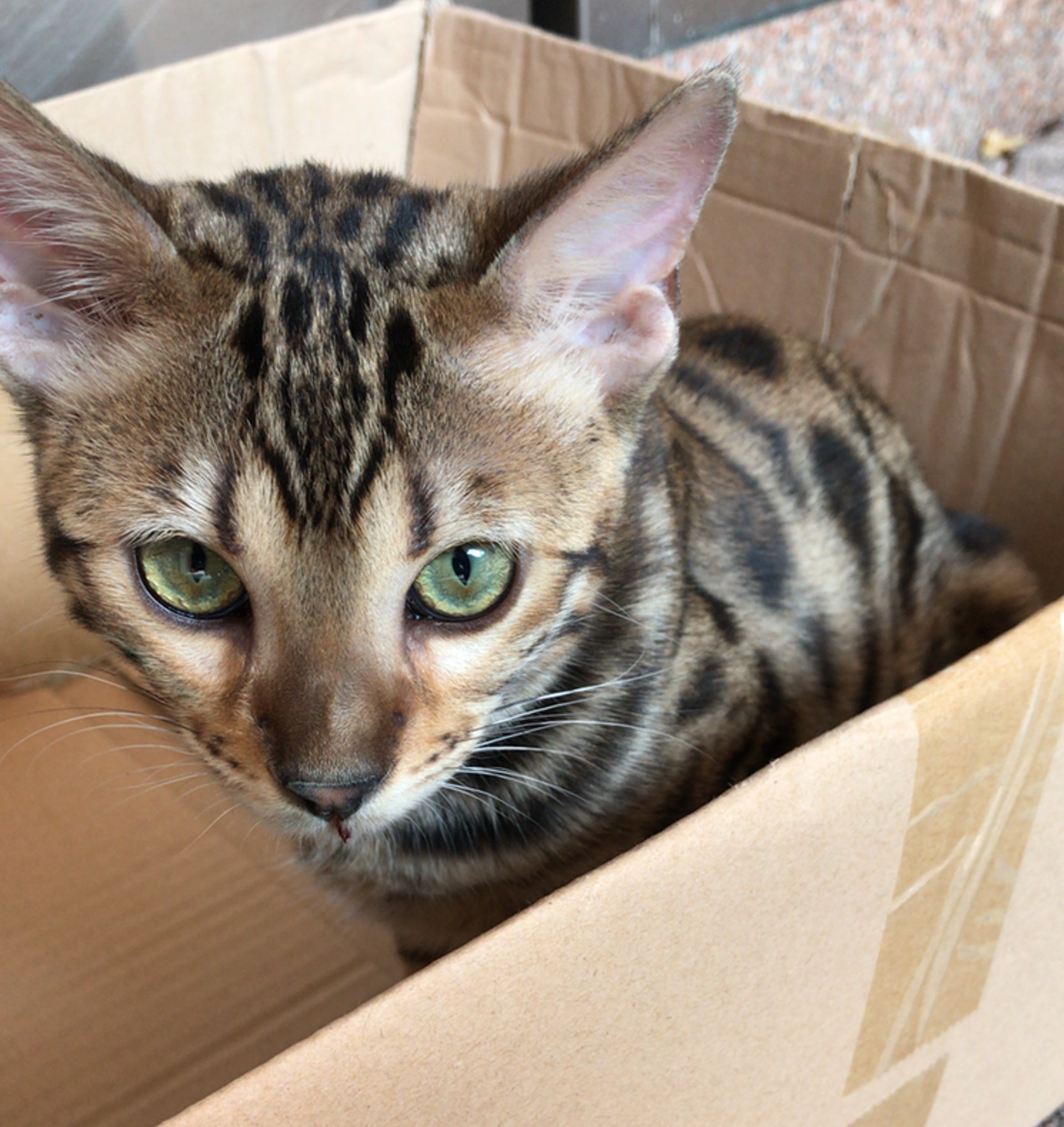 據了解,涉事小貓為孟加拉貓。(網上圖片)