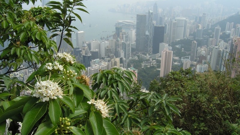 【行山】香港最細郊野公園:龍虎山 盡覽港島西景色 【行山】香港最細郊野公園:龍虎山 盡覽港島西景色