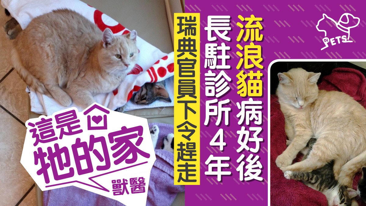 喵星人駐診所報恩 卻被官員下令趕走 獸醫發起聯署:這是牠的家 喵星人駐診所報恩 卻被官員下令趕走 獸醫發起聯署:這是牠的家
