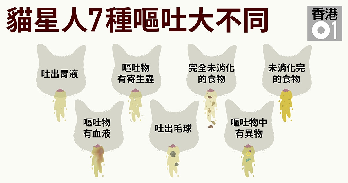 了解貓星人腸胃　嘔吐物警示貓咪健康