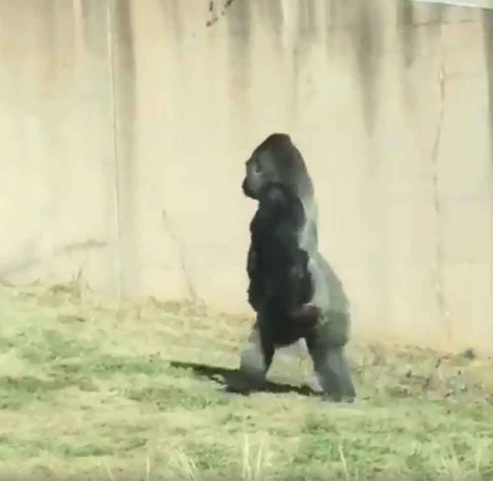 步履輕盈 動物都有潔癖 為保雙手清潔費城大猩猩站起來走路