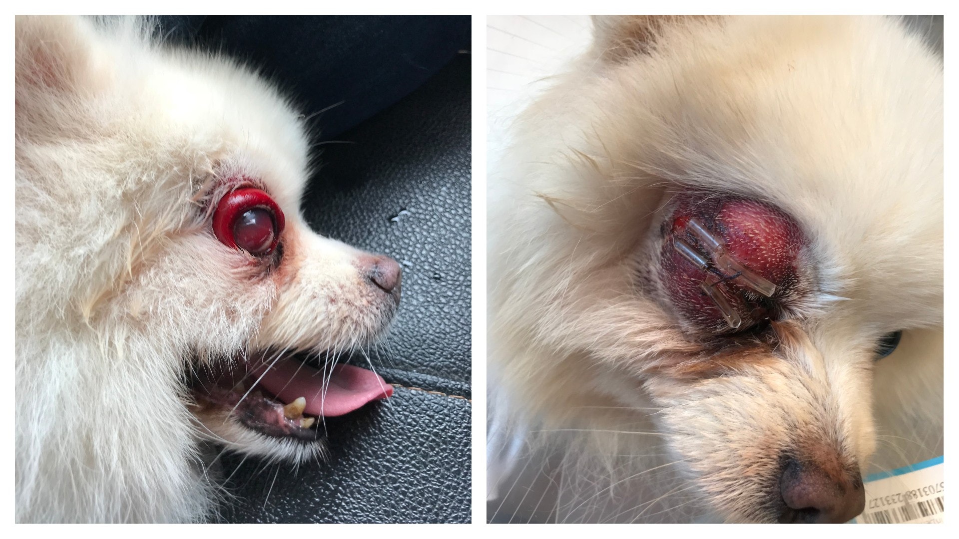 松鼠狗波波疑寵物店浴後眼部受創狗主報警為愛犬討公道 香港01 社會新聞 松鼠狗波波疑寵物店浴後眼部受創狗主報警為愛犬討公道 香港01 社會新聞