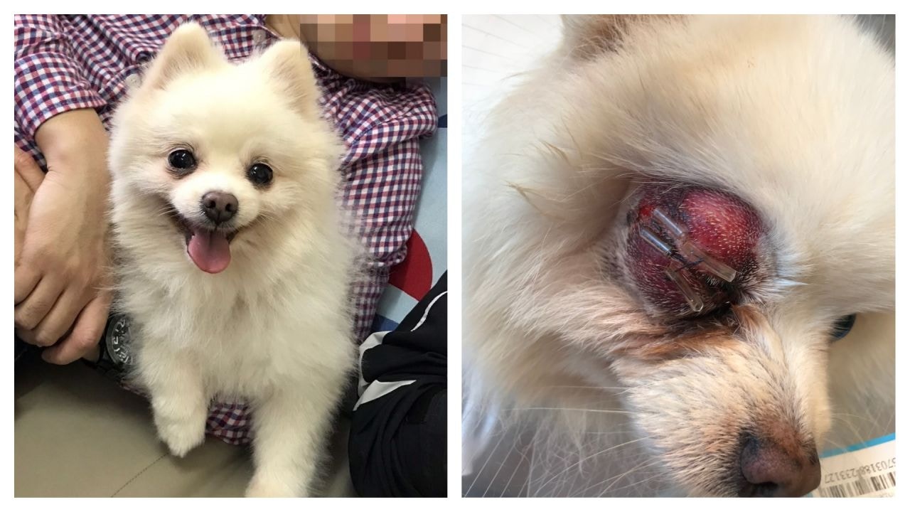 早前網上有狗主發文批評愛犬疑在寵物店接受美容服務其間,疑遭不恰當對待而受重傷。(受訪者提供)