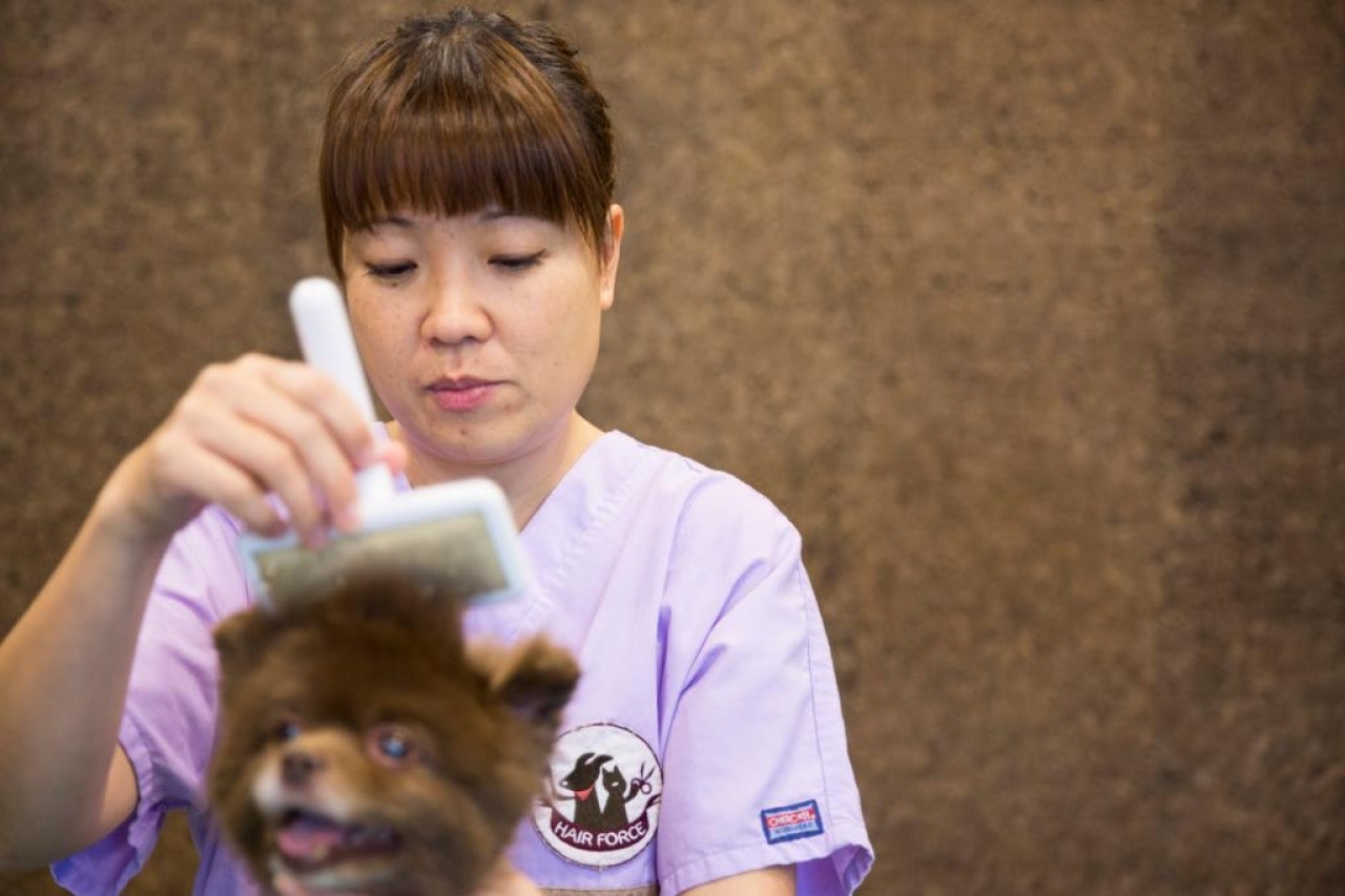 愛協美容部主管林智欣強調,坊間服務良莠不齊,主人應選用有信譽的商店。(資料圖片)