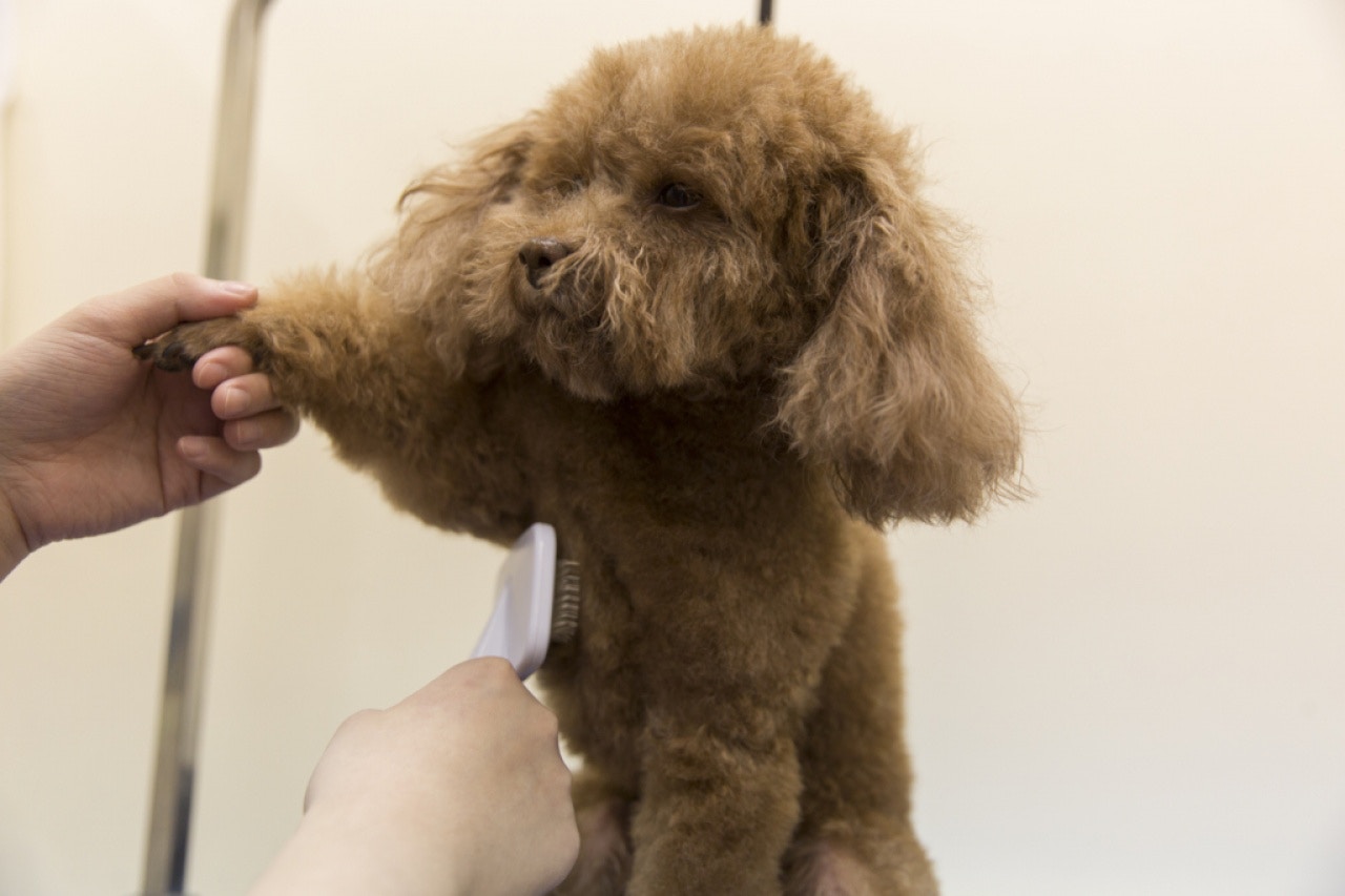 主人亦可觀察毛孩回家後的反應,若然表現呆滯便應小心。(資料圖片)