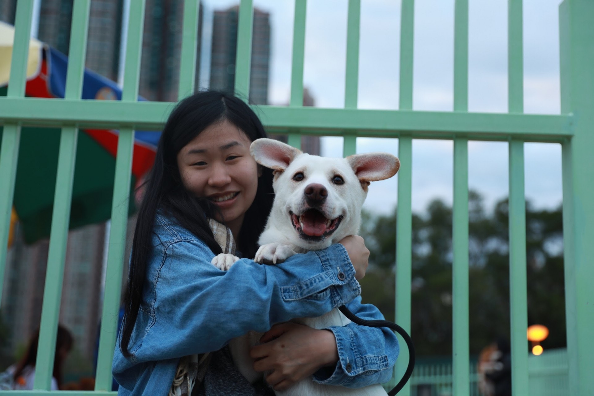 雪橇犬好如西伯利亞人,明明是冬天的冠軍,但在香港竟然要穿衣?(周詠雯攝)