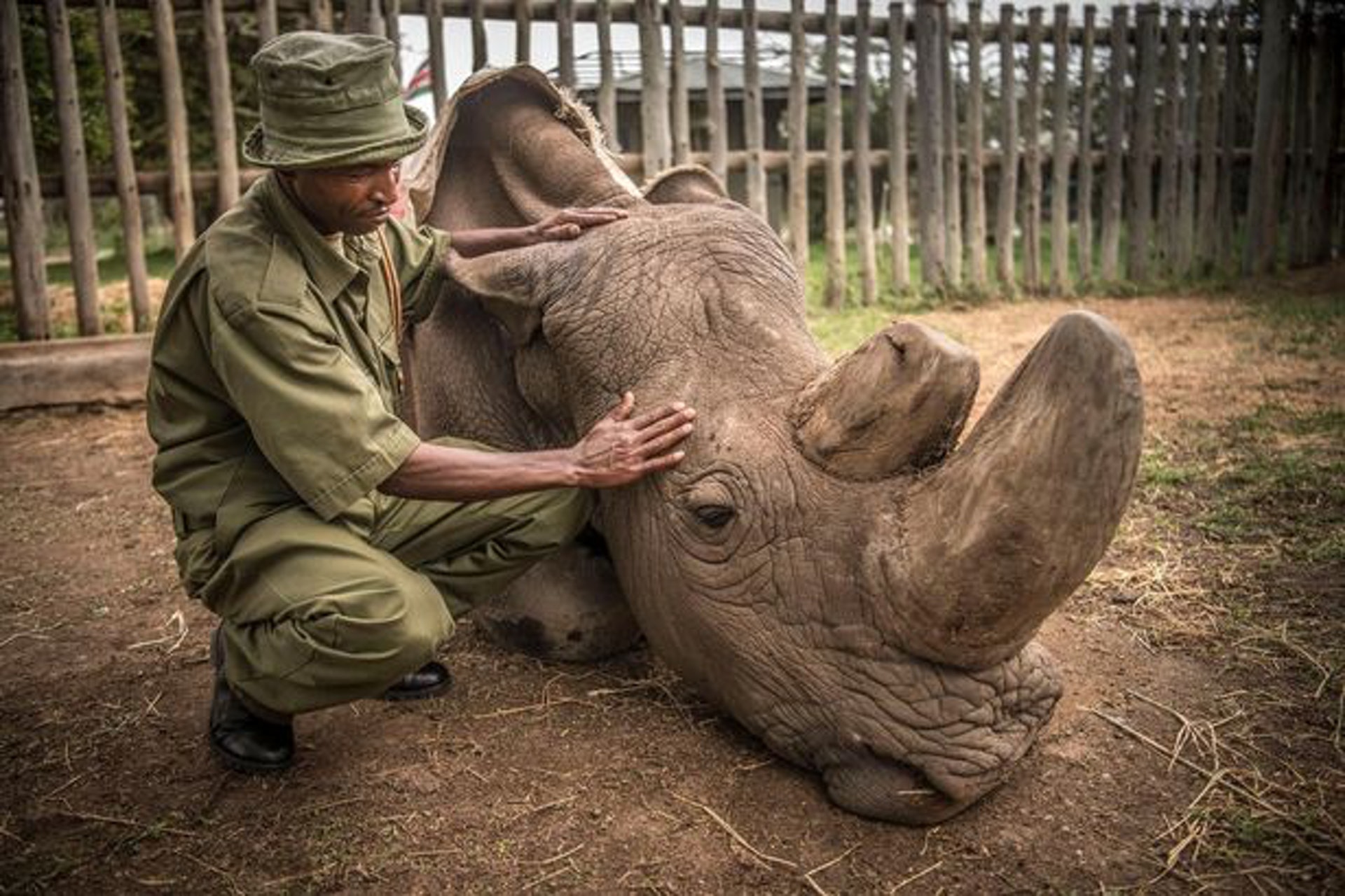 蘇丹安樂死前由護林員安撫情緒。(圖片來源:Ami Vitale/National Geographic) 蘇丹安樂死前由護林員安撫情緒。(圖片來源:Ami Vitale/National Geographic)