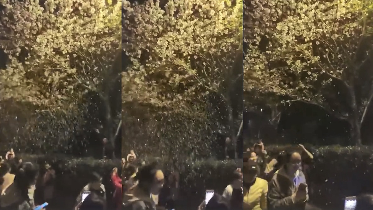 這是櫻花淚！　邊笑邊狂搖樹　武大惡男仲要兇人