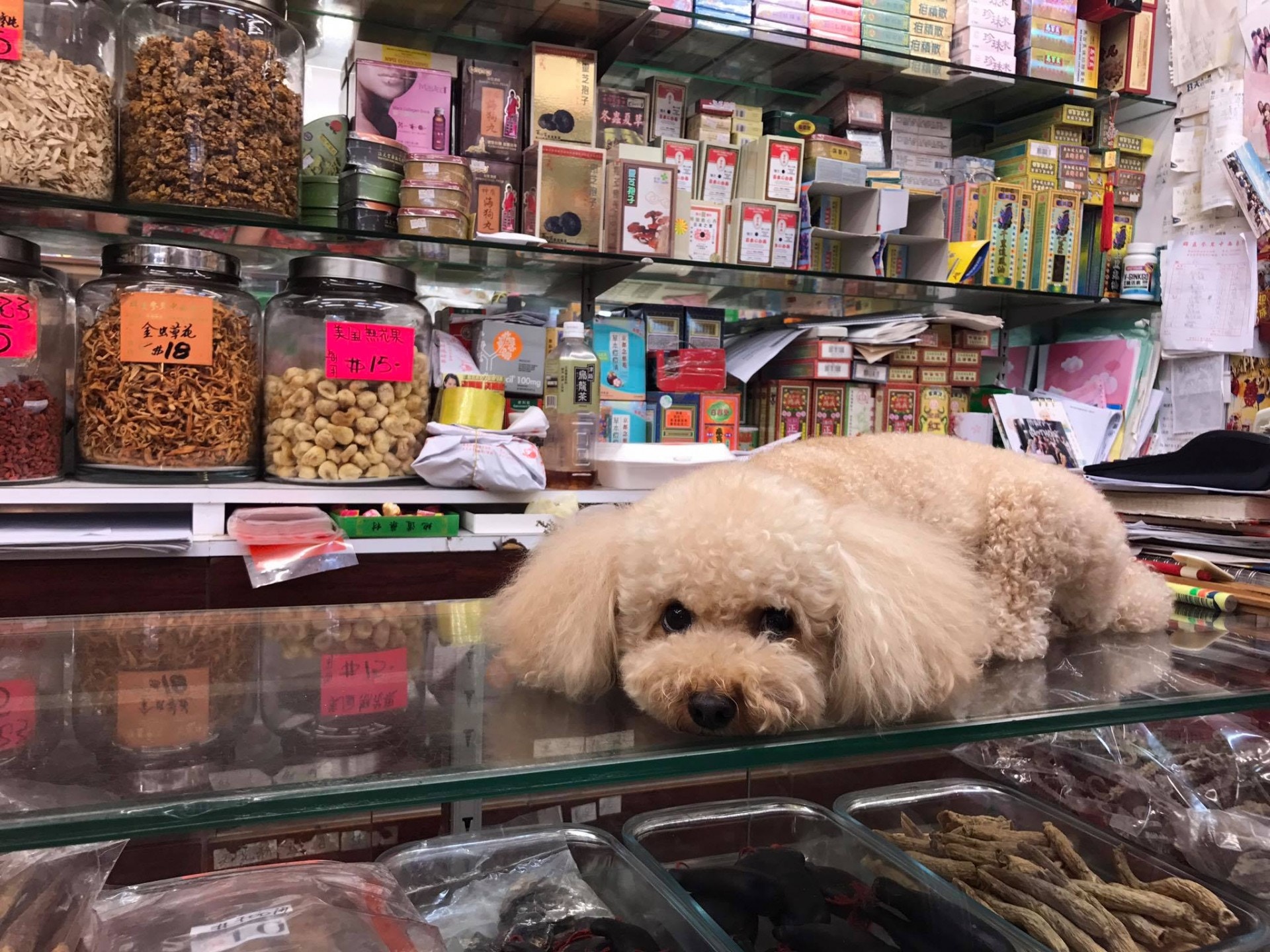 囍媽指囍囍每天也會跟她一同回店工作,與貓仔卡比作伴,多年來偶見不好貓狗的客人,但也不會有指責行為。(受訪者提供)