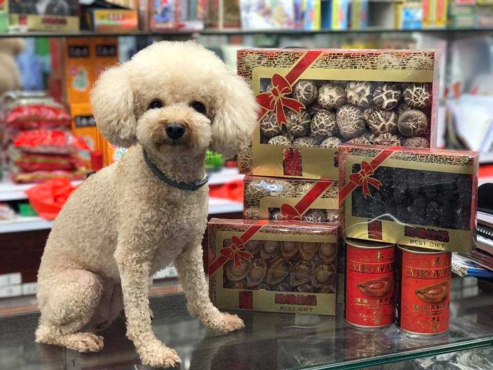 囍囍自小便常常到藥房顧店,很多街坊也認得牠。(受訪者提供)