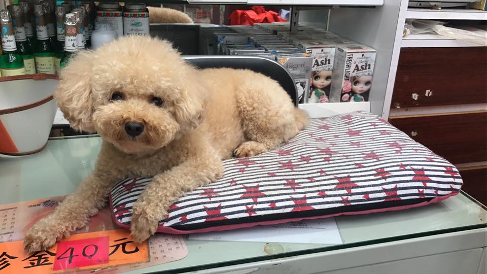 她指,平日醫師放假時,囍囍也愛坐在診症檯上休息,今次是第一次有客人不滿做法。(受訪者提供)