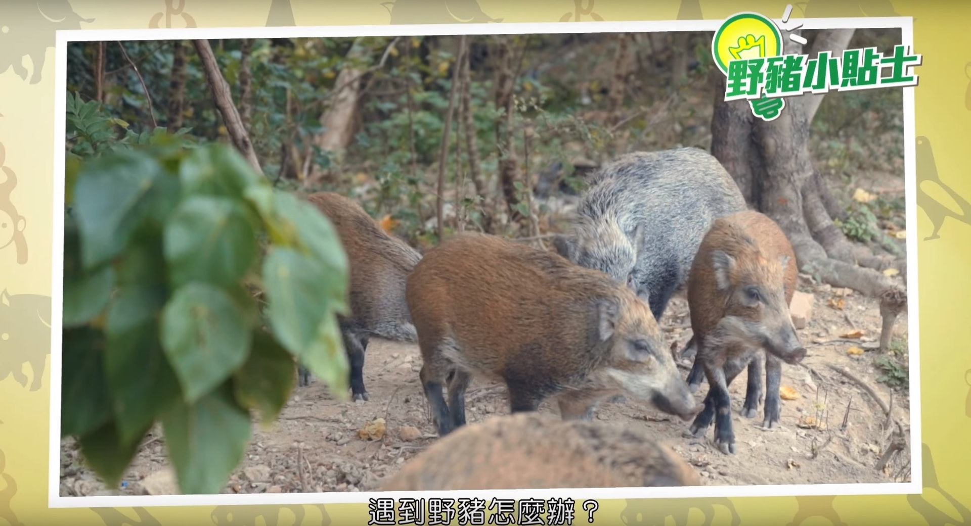 人和野豬,其實可以共融。(漁護署短片截圖)