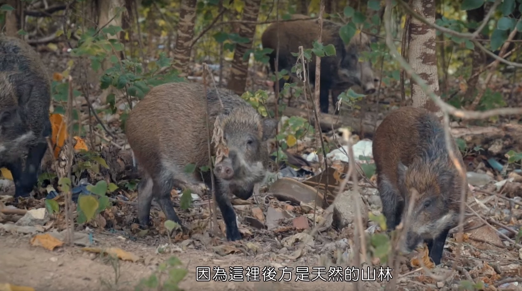 在發展鄉郊下,城鄉邊界愈漸模糊。(漁護署短片截圖)
