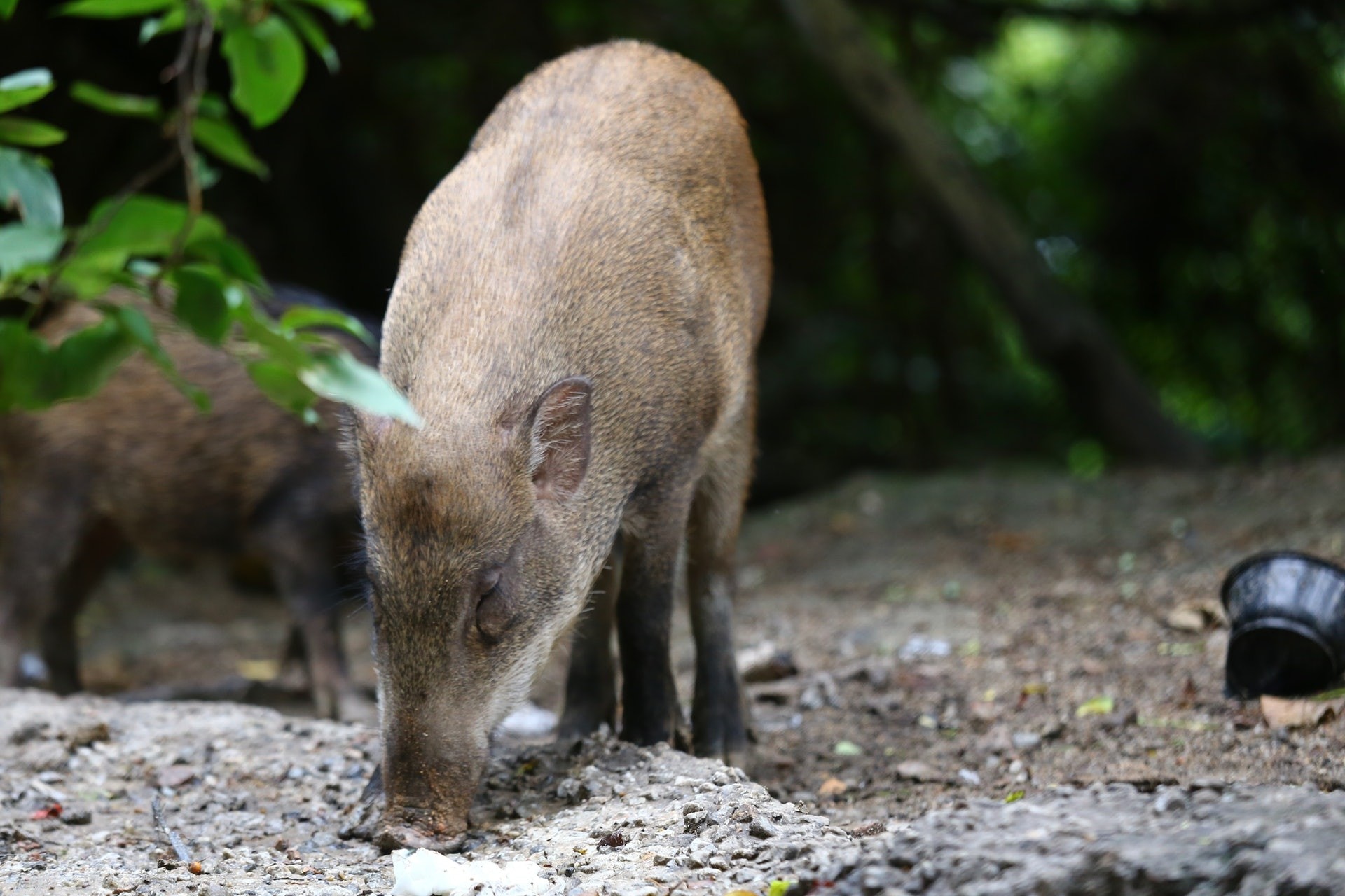 野豬除了偶爾會到市區,更多時會出現於農田,農民雖對牠又愛又恨,卻大多不會趕盡殺絕。(資料圖片/魯嘉裕攝)