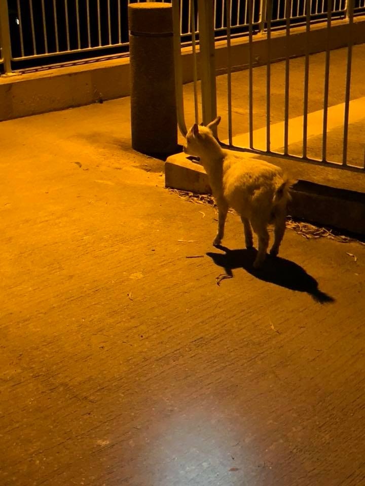 (圖片來源:Ka Chun Mok / 上水粉嶺人分享會)