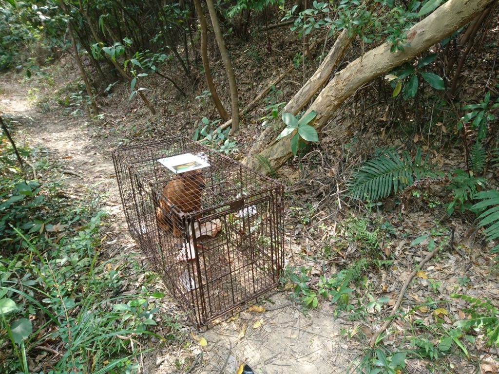 該隻再度懷孕的母狗，已交由毛孩守護者人員。（讀者提供圖片）