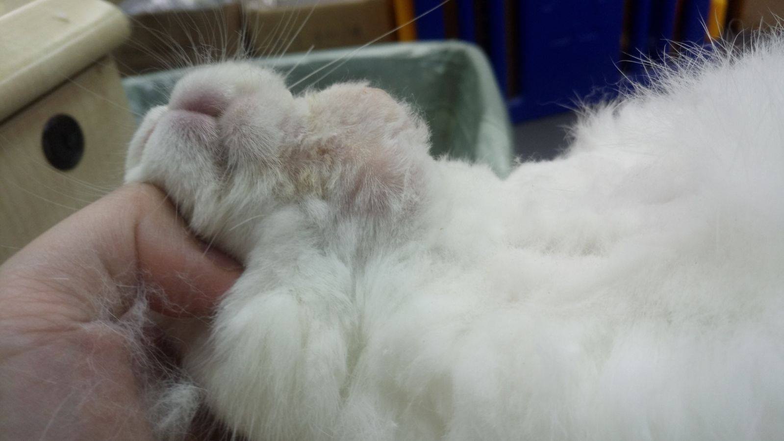 膿瘡大如乒乓球般，不止是一個，更是數顆相連。(兔協提供)