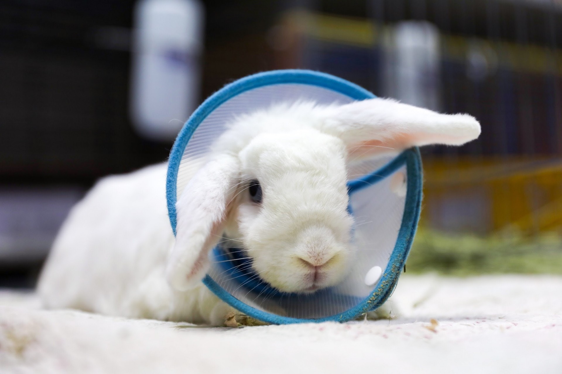 6歲半Cho Cho下顎位置長出逾2厘米長的膿瘡，忍受烈痛至一度不願進食。（鄧凱愉攝）