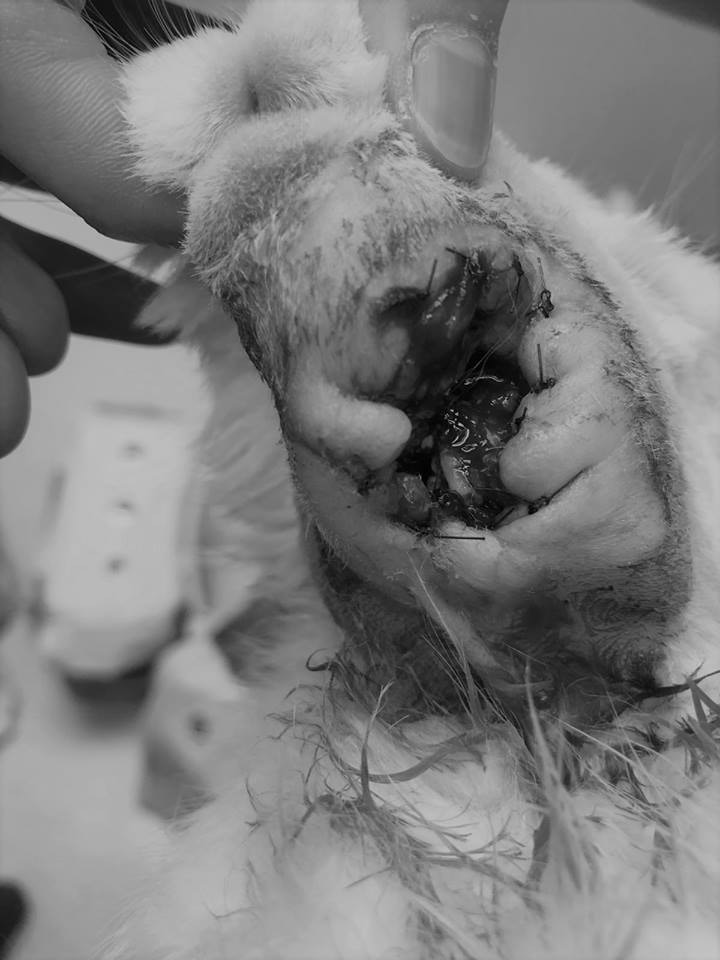 因為需要避免膿瘡再生，傷口暫時不可埋線，每天也耍洗傷口兩次。(兔協提供)