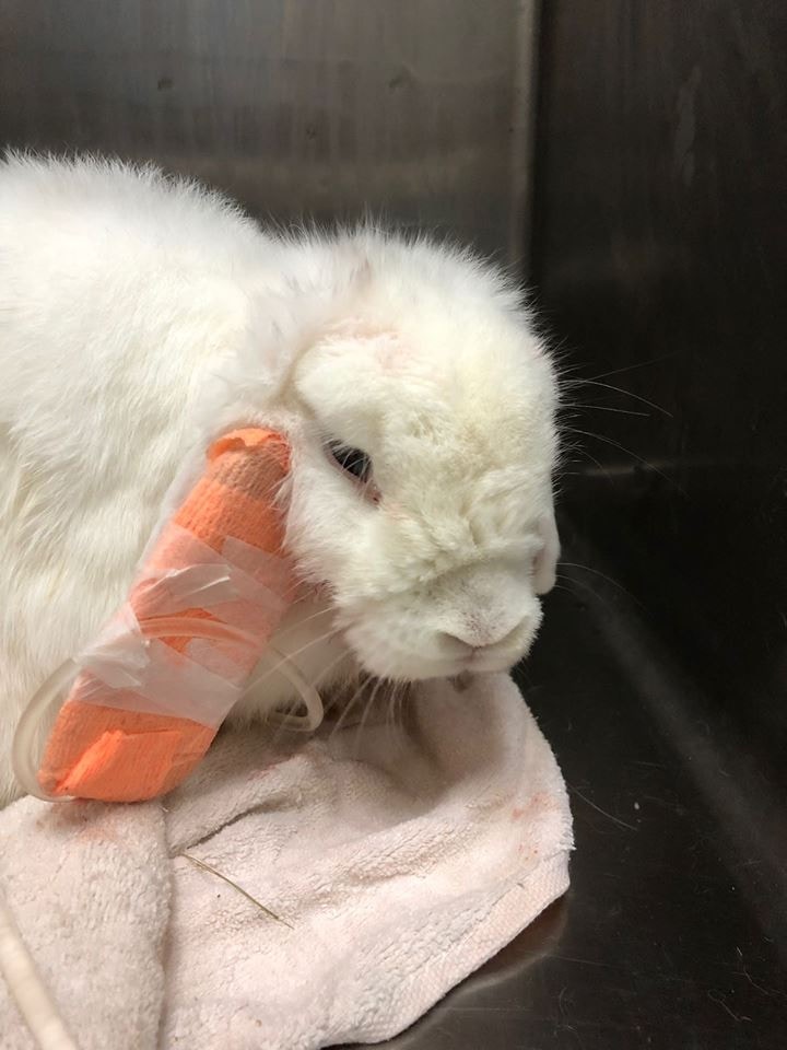 術後Cho Cho精神回復不少，如今亦願意再次進食。(兔協提供)