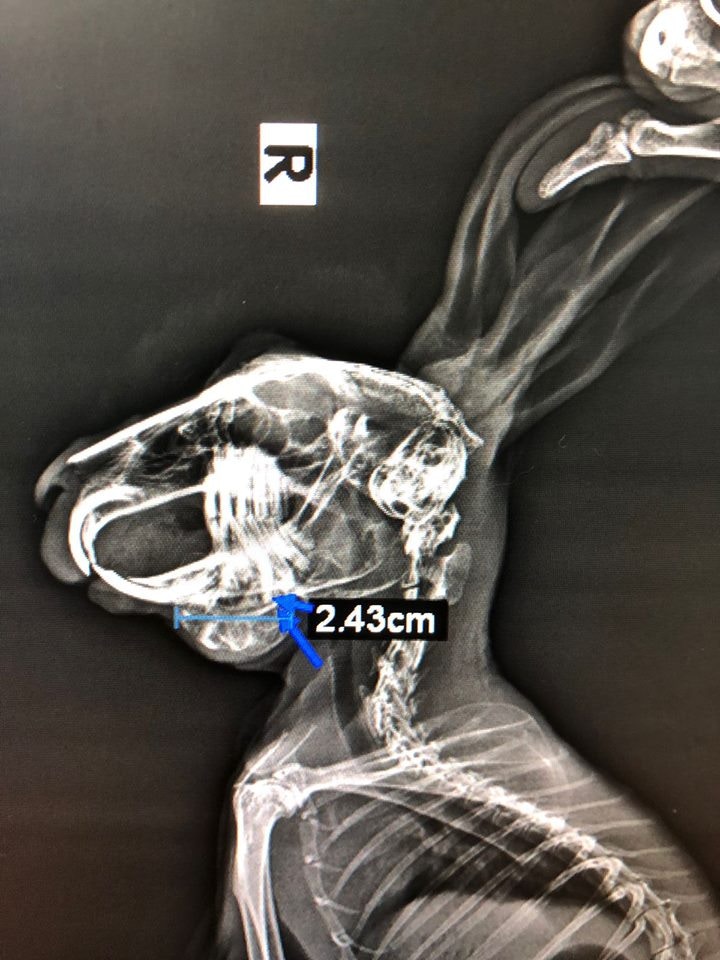 根據醫生的X光片可見，膿瘡大至2.43厘米大。(兔協提供)