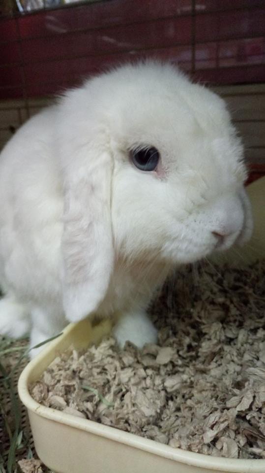 Cho Cho是雪白的垂耳兔，圓杏大眼十分可愛。(兔協提供)