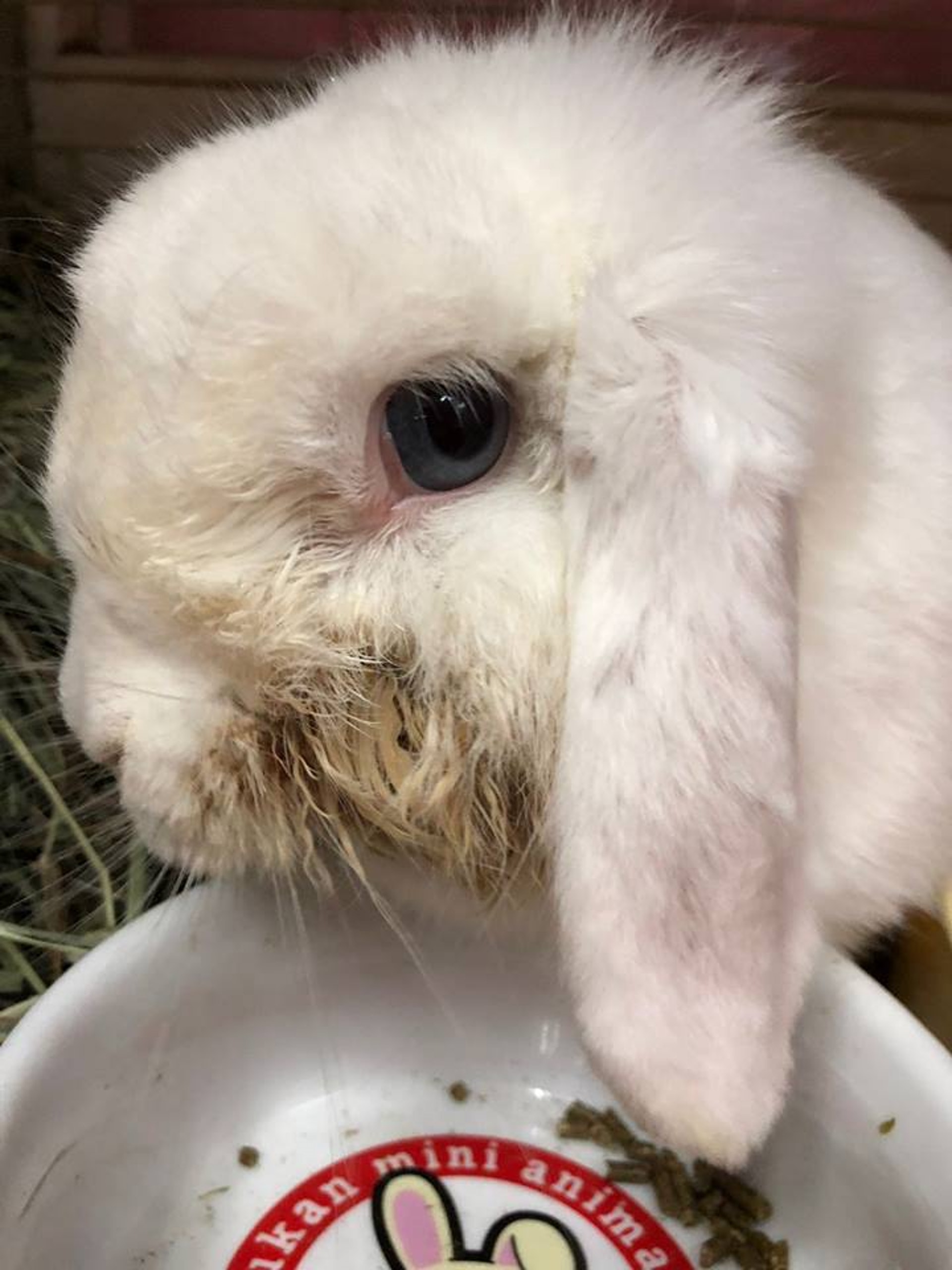 Cho Cho是雪白的垂耳兔，圓杏大眼十分可愛。(兔協提供)