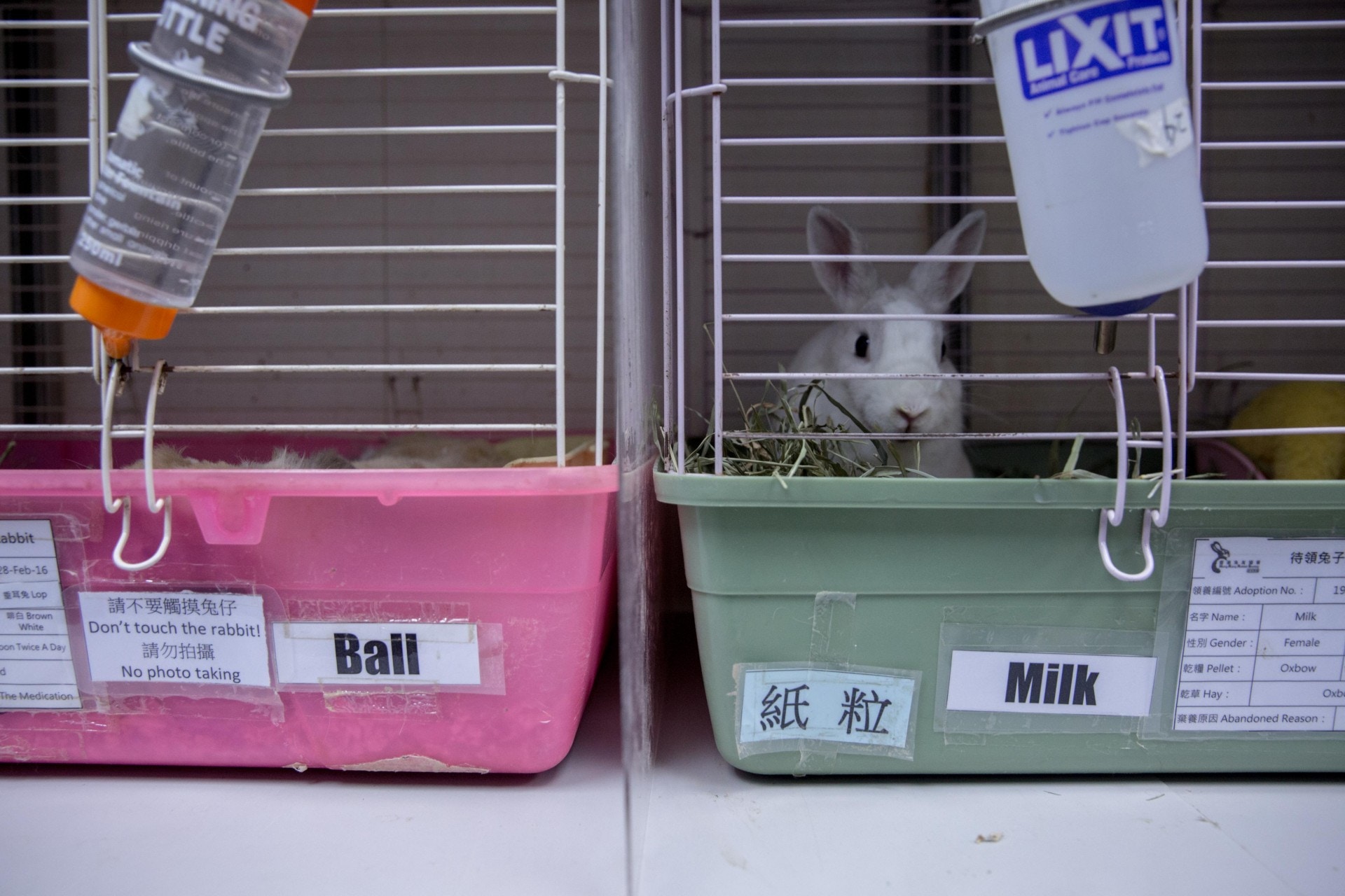 不少病兔也年紀老邁，不少領養人也因而卻步。當牠們入住兔協後，一住可能便是一世。（資料圖片）