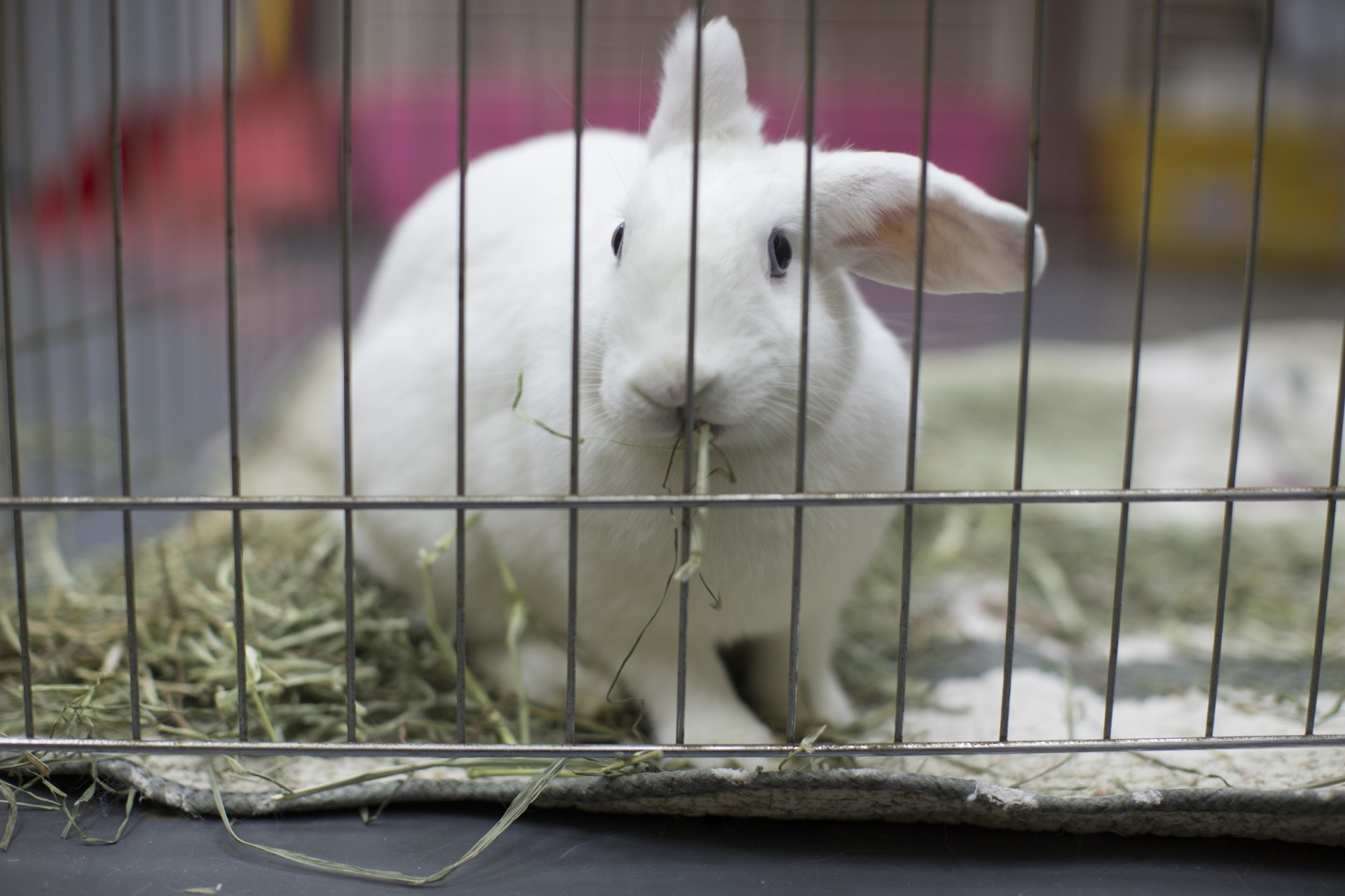 寵物不僅是動物，亦是家人。不管何事，亦理當相依相親，老病亦非合理的棄養理由。(資料圖片)