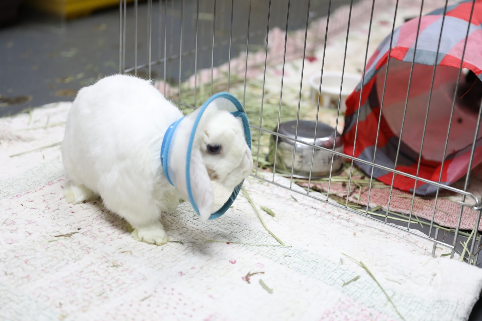 Cho Cho並非孤例，兔協長期飽和，當有有四分一也是病兔。(鄧凱愉攝)