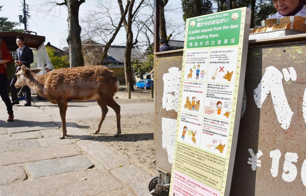 避免旅客餵鹿遭攻擊受傷日奈良公園特設中文告示 勿逗引小鹿 香港01