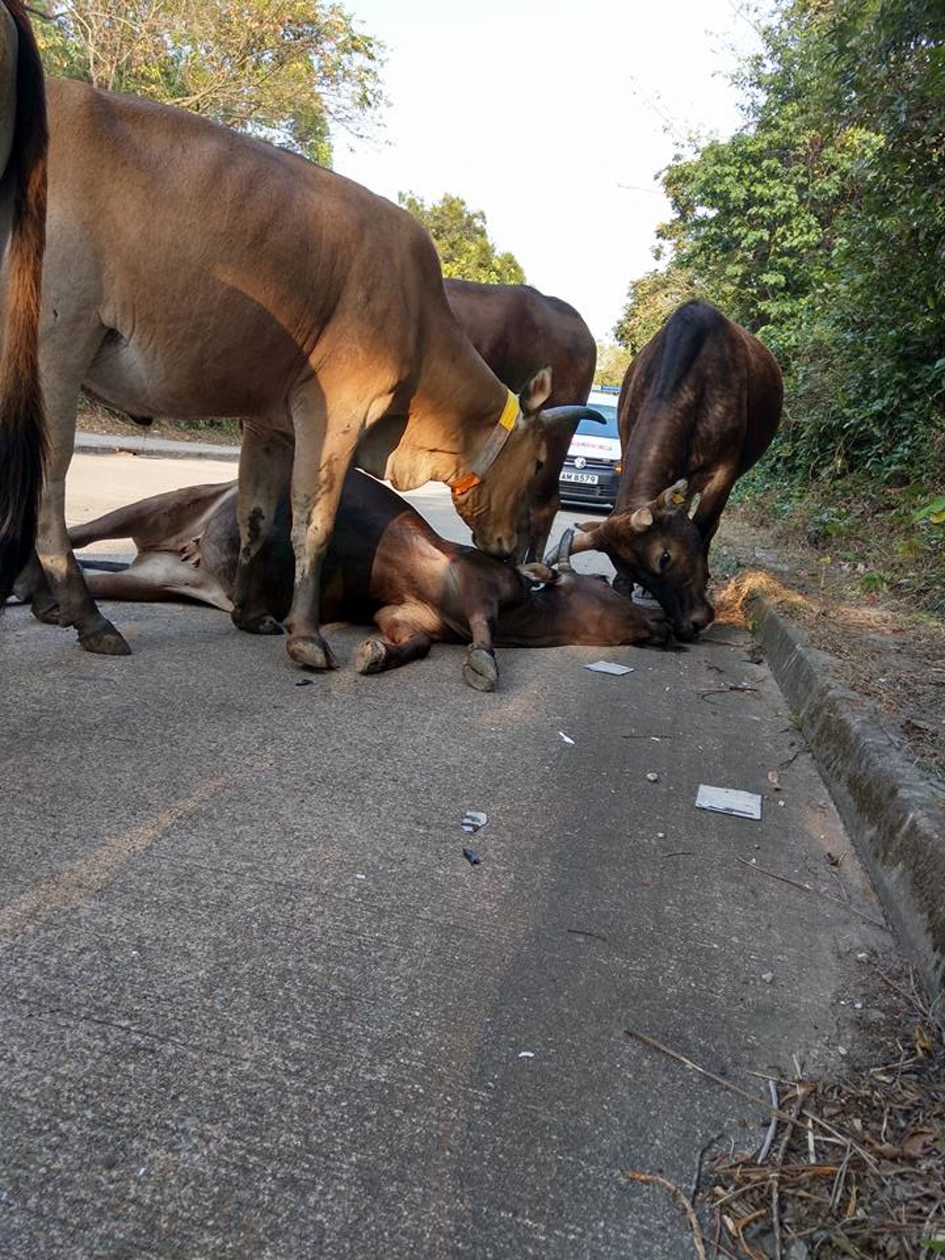 大嶼山發生流浪牛被車撞倒意外,被撞牛群一死兩傷。(大澳社區牛隻關注組圖片)