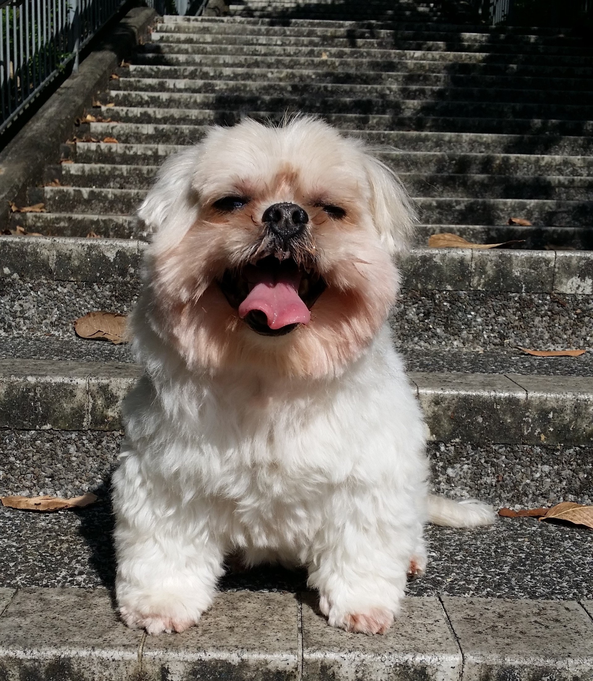 12歲的菇時喜愛散步,主人經常帶牠外出。(事主提供)