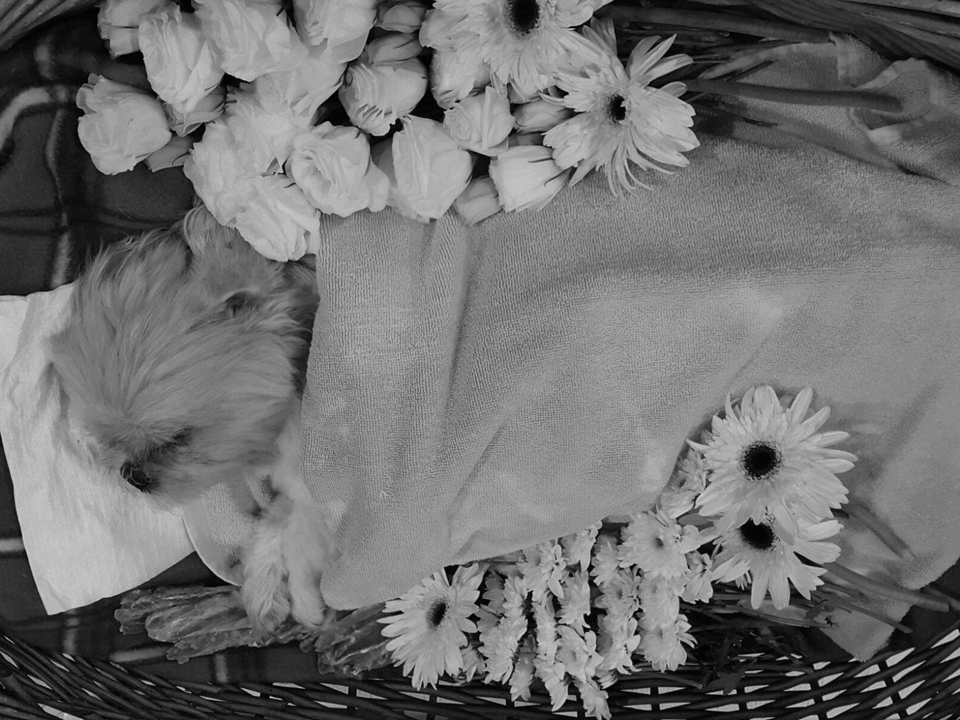 菇時火化前,媽媽輕撫牠的遺體及向牠道歉。(事主提供)