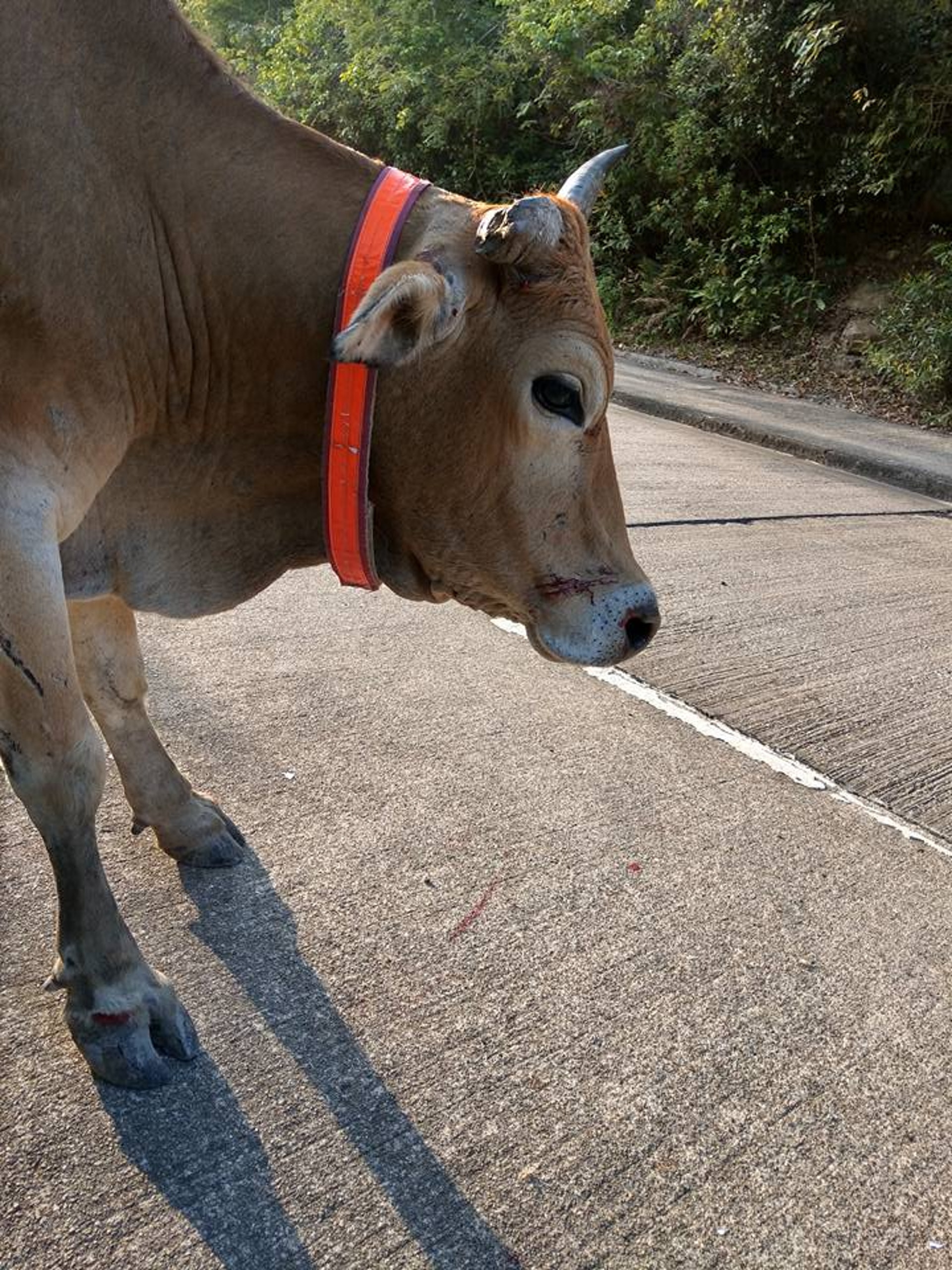 黃牛Fred受傷後鼻流血,現由漁護署治理情況穩定。(大澳社區牛隻關注組提供)