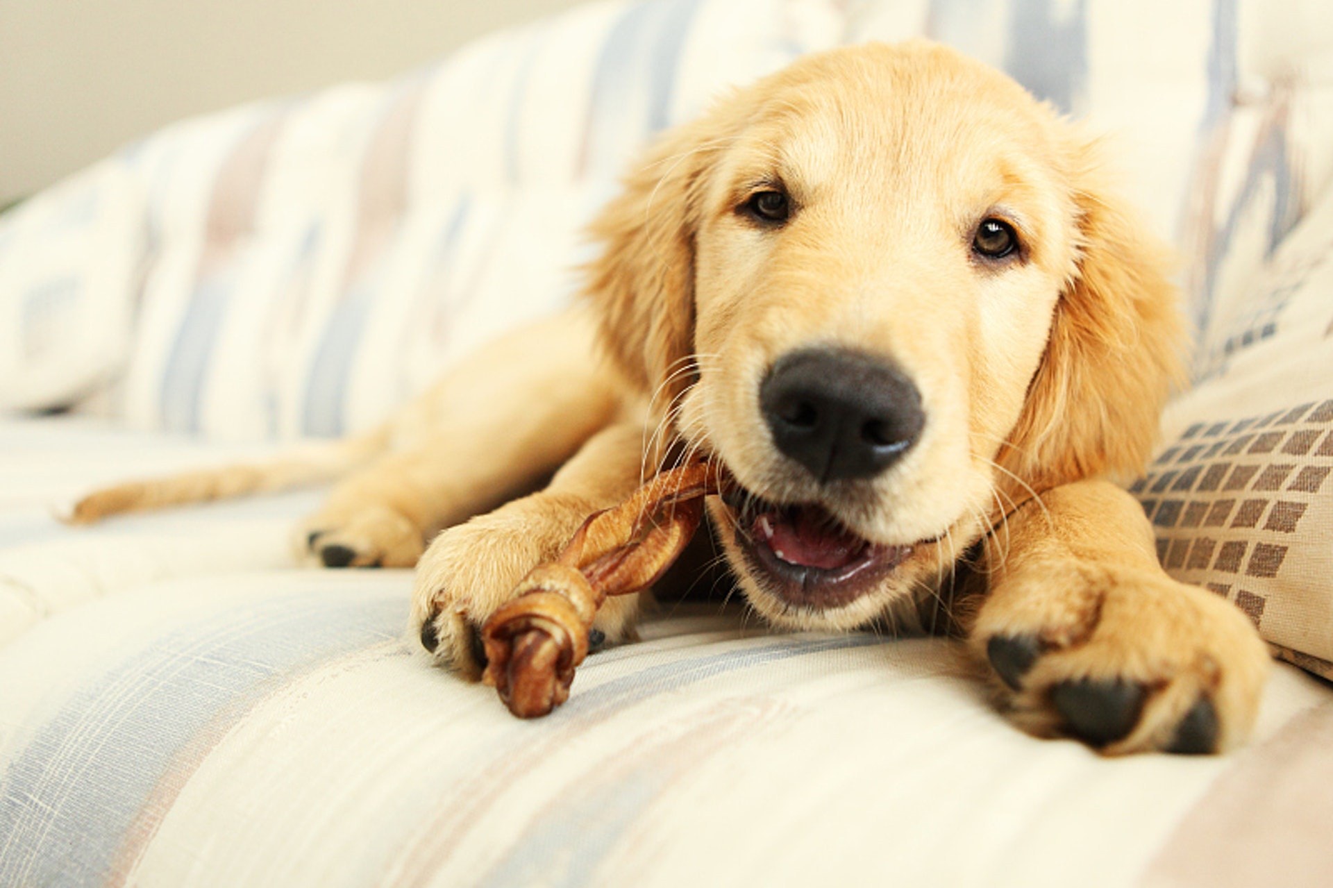 根據漁農自然護理署2001年的調查,有近八成飼養貓/狗的人會視牠們為家庭成員。調查訪問了1000名15歲或以上的貓狗主人,在1000名受訪者中,約七成是狗主,三成是貓主。日本一項研究顯示,不論是公狗或母狗在與主人對望後,體內的催產素增加130%,男或女飼主體內的催產素亦提升了高達300%。(視覺中國)