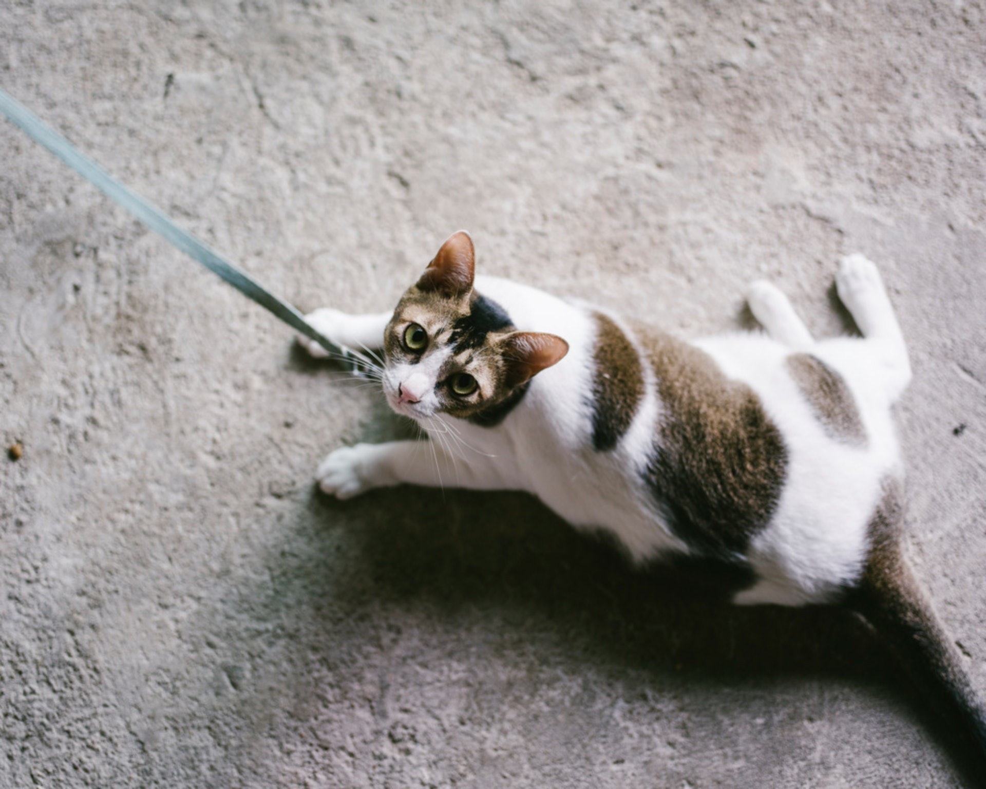 鄰近的澳門,《動物保護法》自2016年9月1日正式生效,對動物保護及相關的管理制度作出明確的規範,當中意圖令動物受痛苦,使用殘忍、暴力或折磨的手段對待動物,造成其肢體嚴重殘缺、失去重要器官或死亡者,處最高一年徒刑或科最高120日罰金。