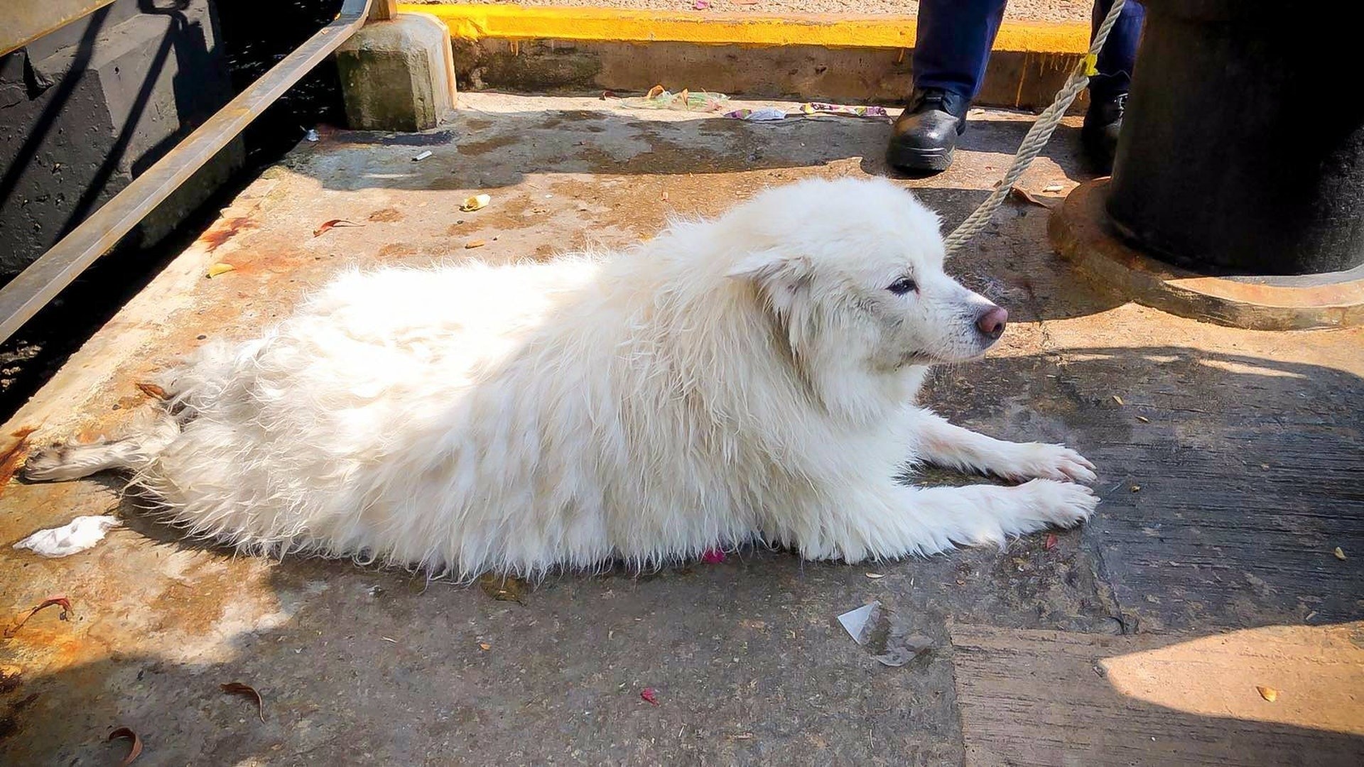 「小白」疑多次被主人棄養、虐待。(資料圖片)