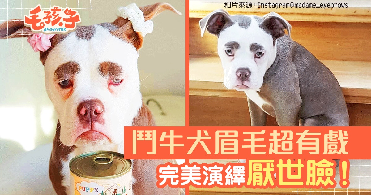 圖輯 粗眉鬥牛犬天生一幅傷心臉完美演繹憂鬱眼神