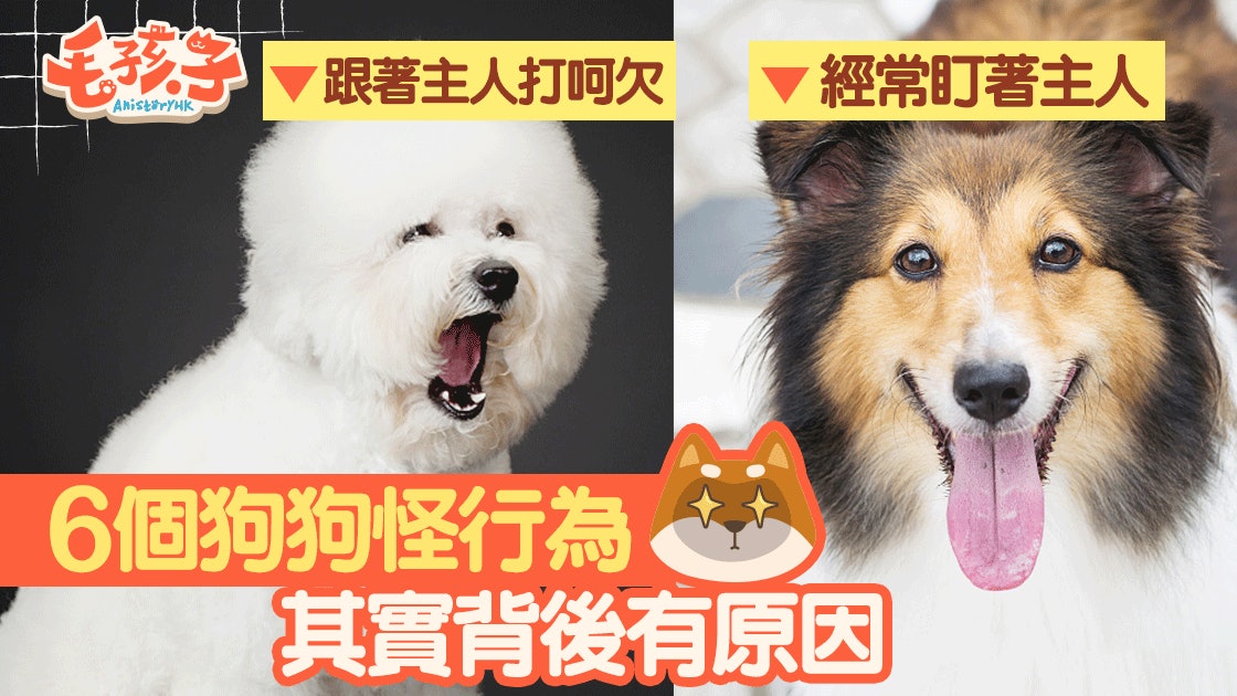 狗狗經常盯著你 6種怪行為原來都有原因 狗狗經常盯著你 6種怪行為原來都有原因