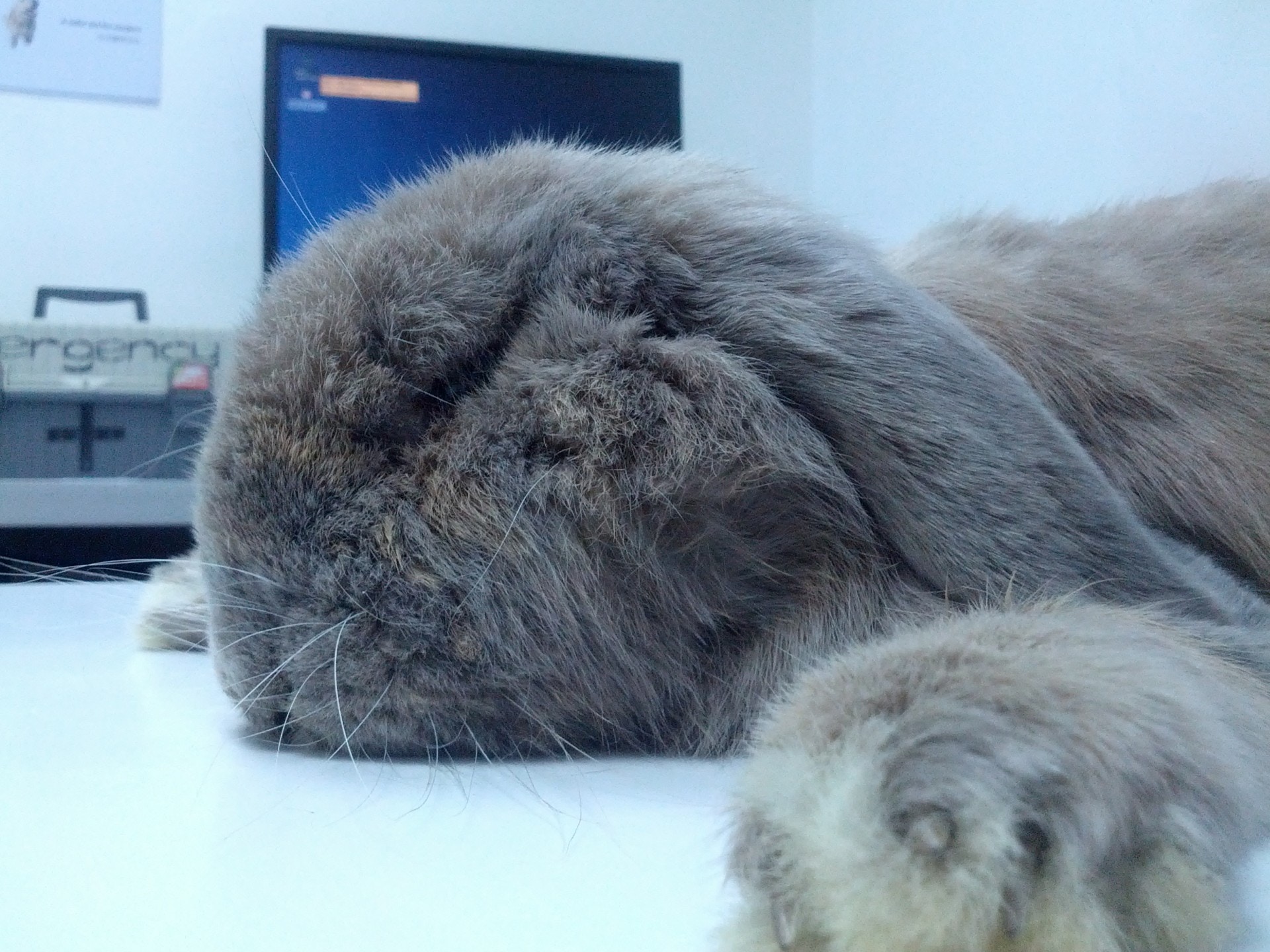 momo在打針後站起來的畫面,令Terry至今內疚。(受訪者提供)