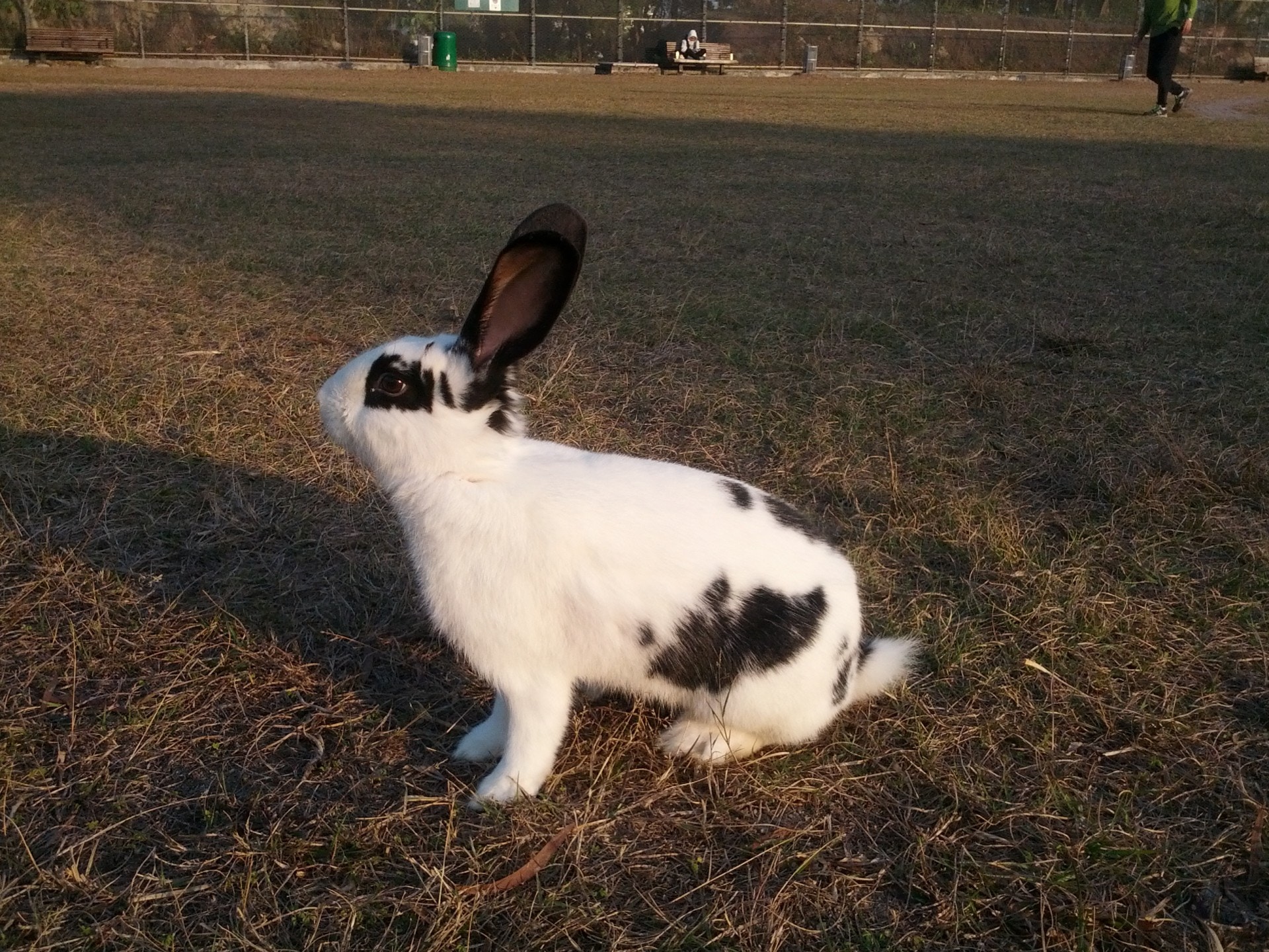 旺旺活潑好動,初到草地遊玩時,興奮不已。(受訪者提供)