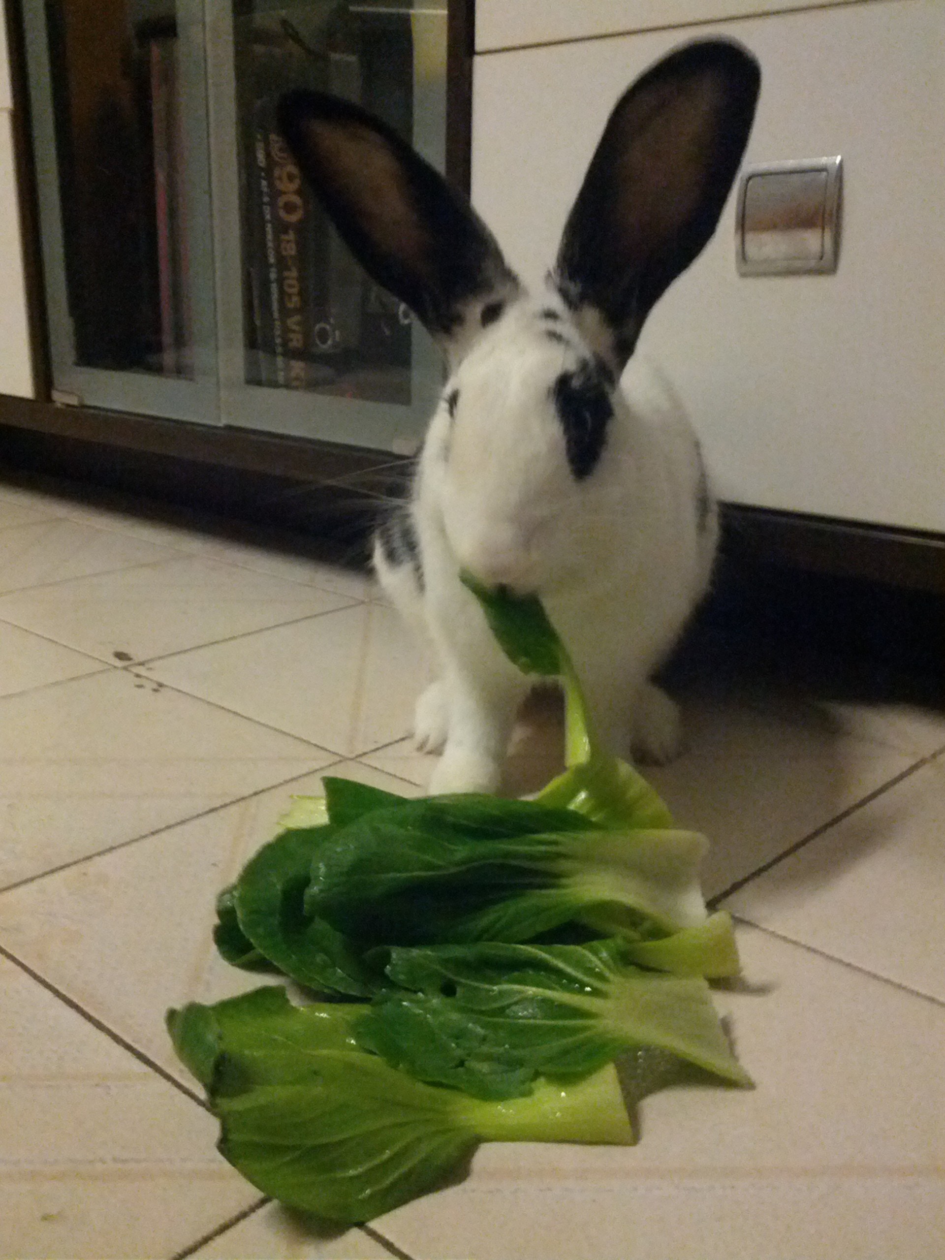 Terry為醫治旺旺,不惜為牠轉至專科醫院醫治,花費5萬多元。(受訪者提供)