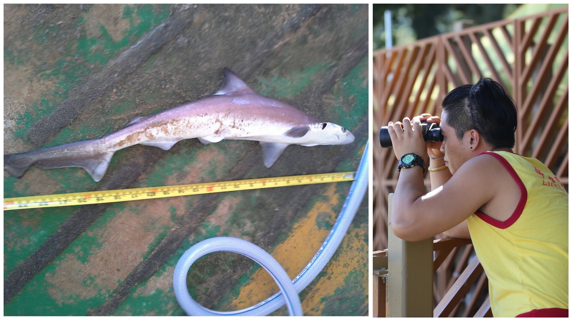 蝴蝶灣救生員野生捕獲2呎長鯊魚專家：香港水域常見無攻擊性