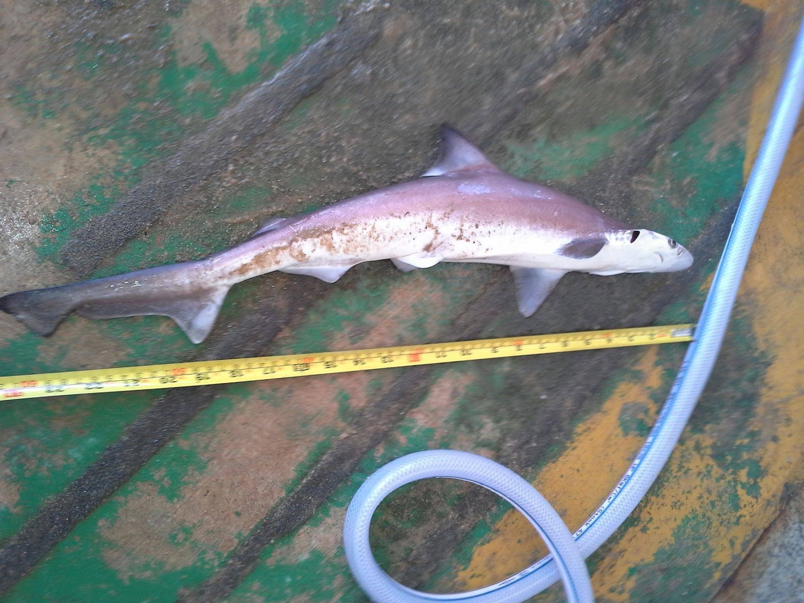 蝴蝶灣救生員野生捕獲2呎長鯊魚專家：香港水域常見無攻擊性