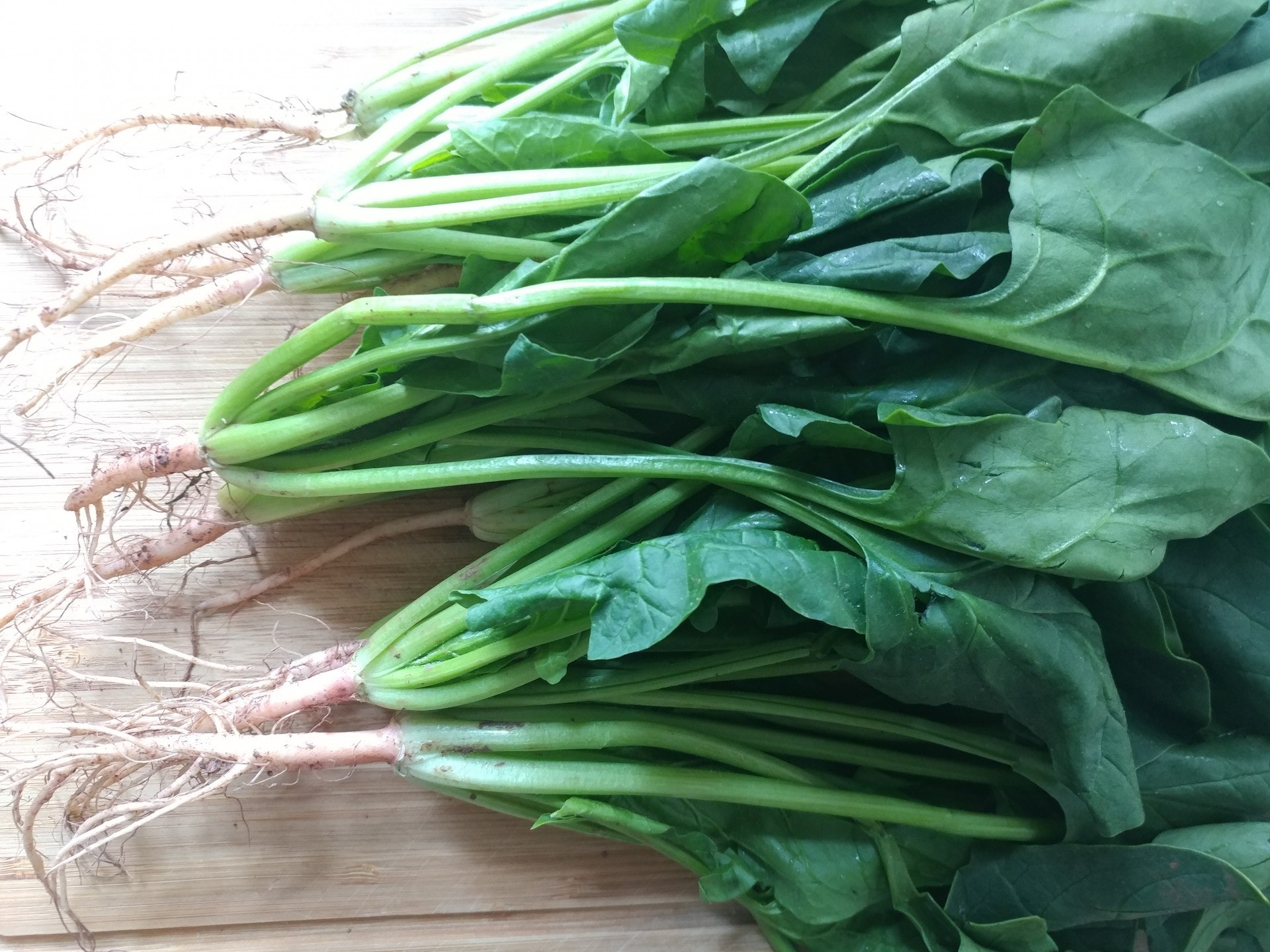 菠菜最難清潔的是充滿泥沙的根部。 菠菜最難清潔的是充滿泥沙的根部。