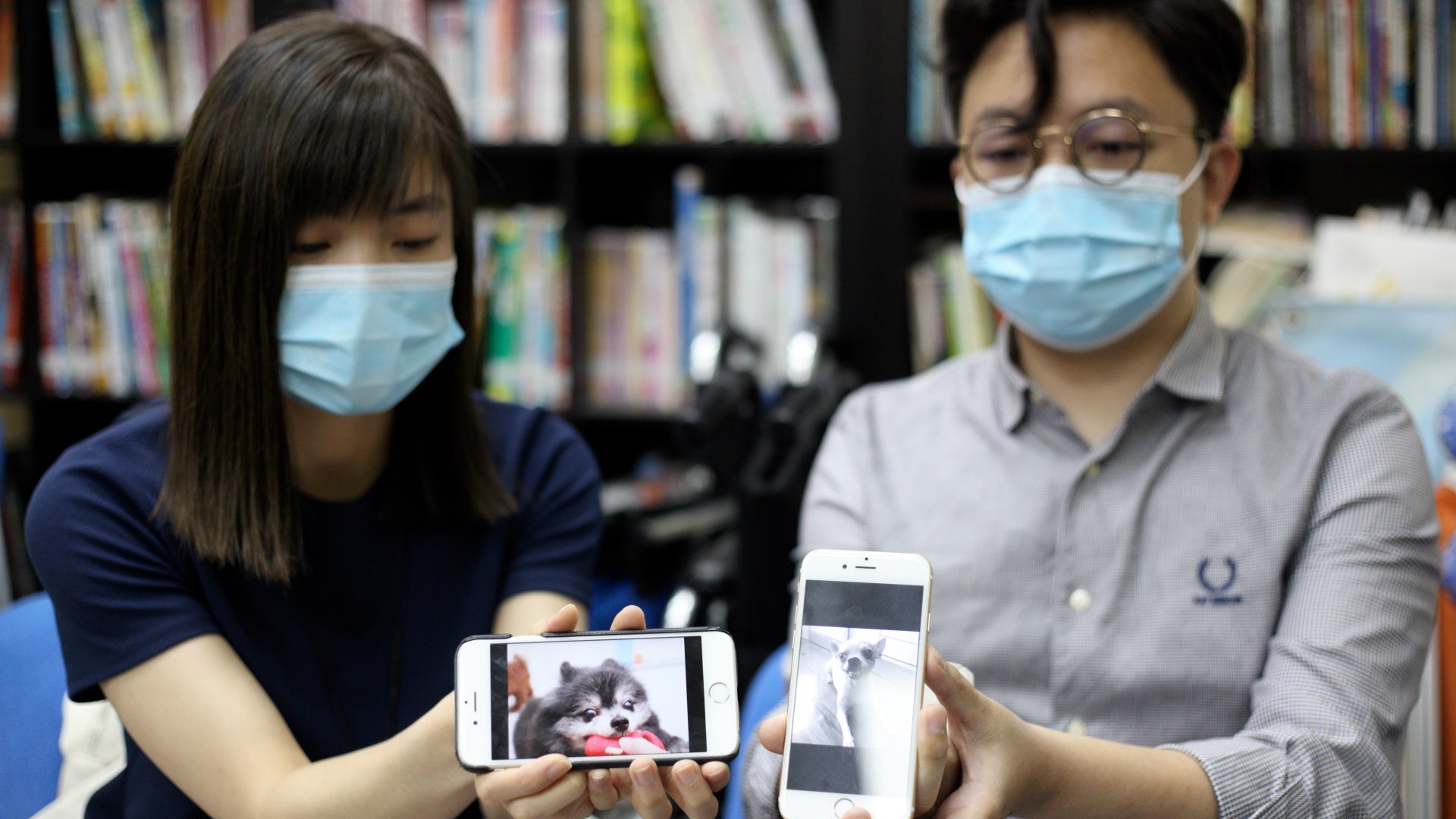 繼早前揭發三隻狗隻疑中毒身亡後,再有一隻貴婦狗疑被毒斃。(賴俊傑攝)