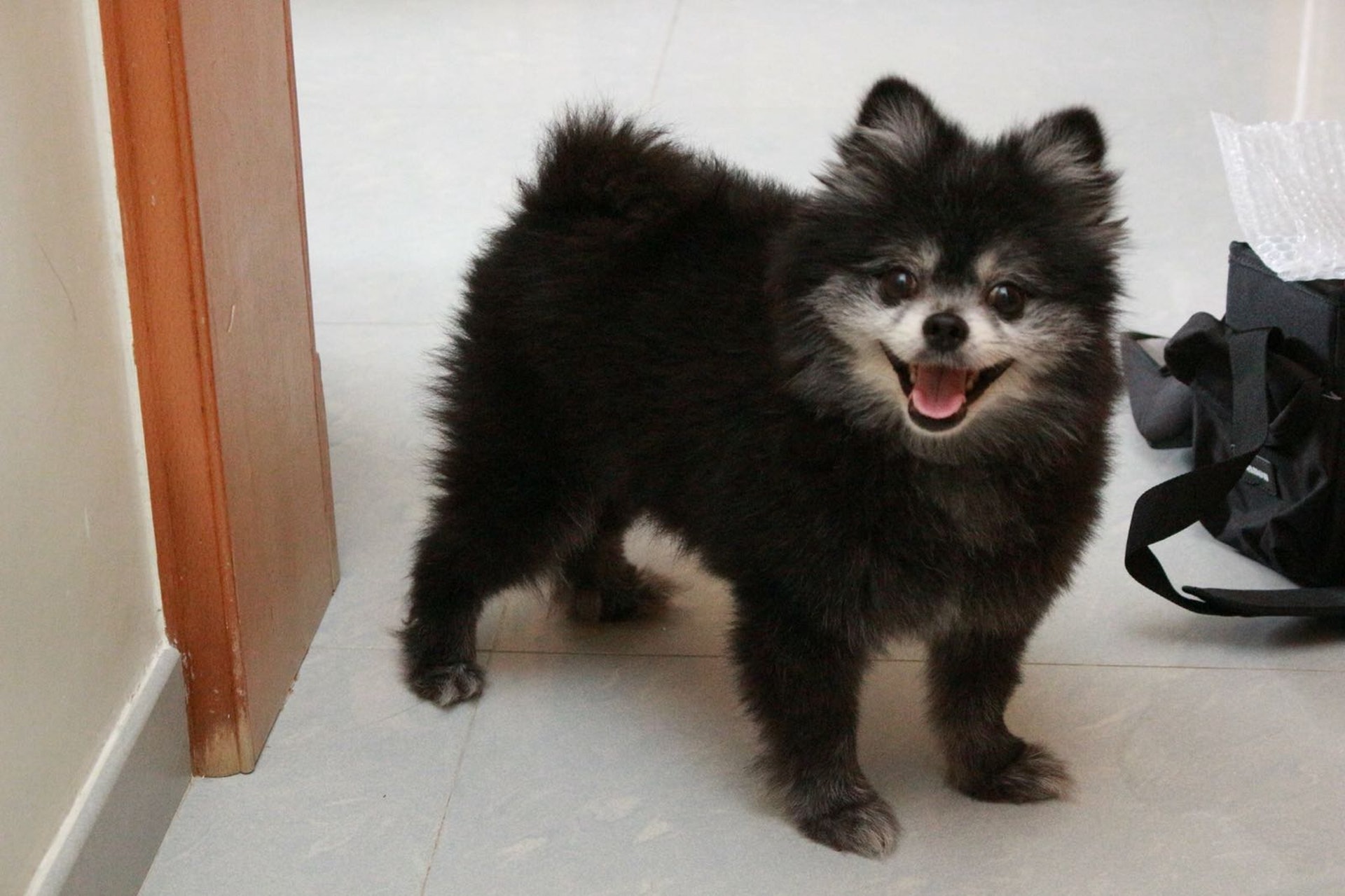 遭毒斃的9歲半的黑色松鼠狗「安力史」。(狗主余小姐提供圖片)