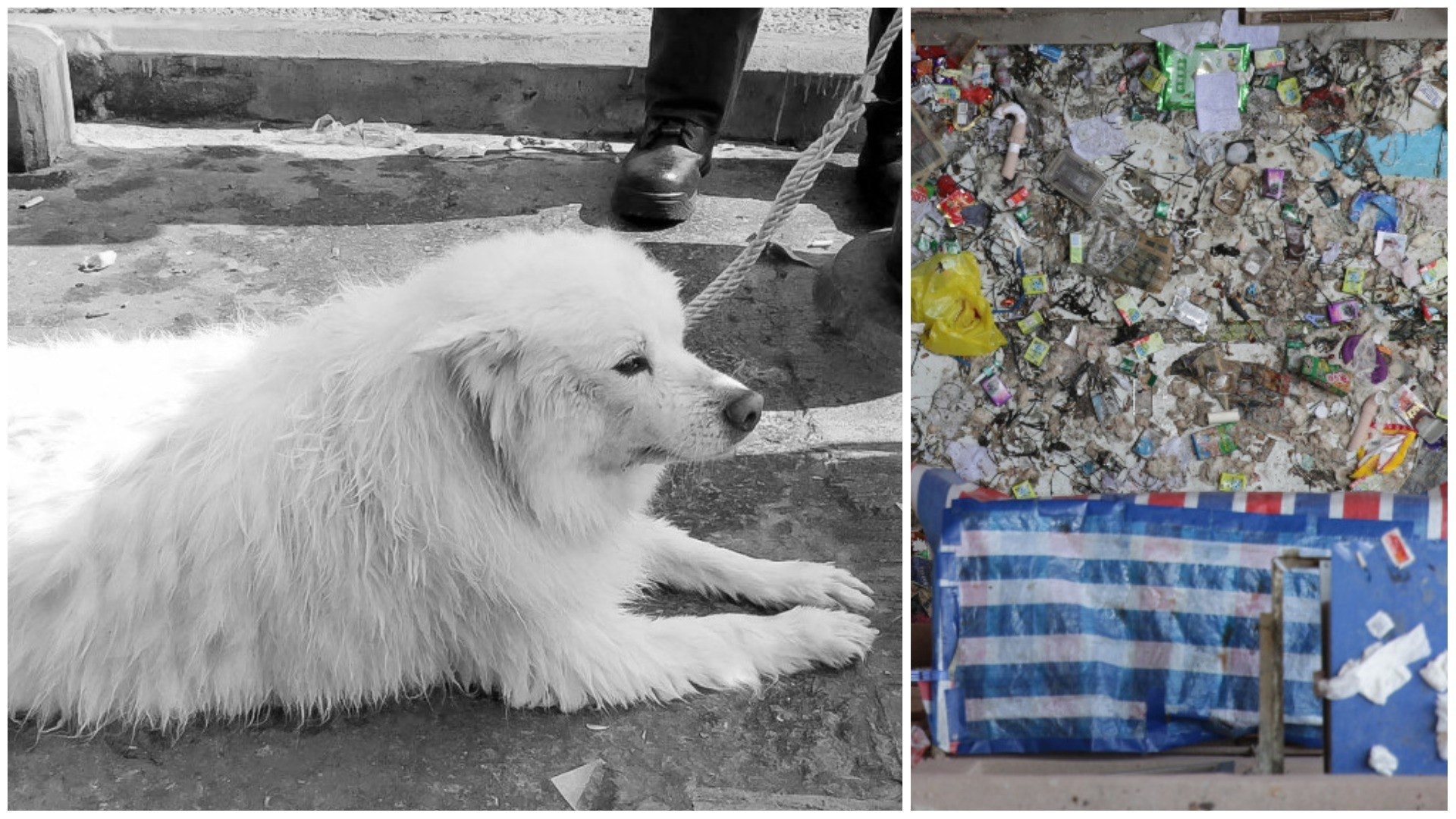 早前一隻銀狐犬「小白」墮海後獲救,數天後卻疑再被擲落街亡。香港沒有「動物警察」,欠專門調查動物案件的專隊。