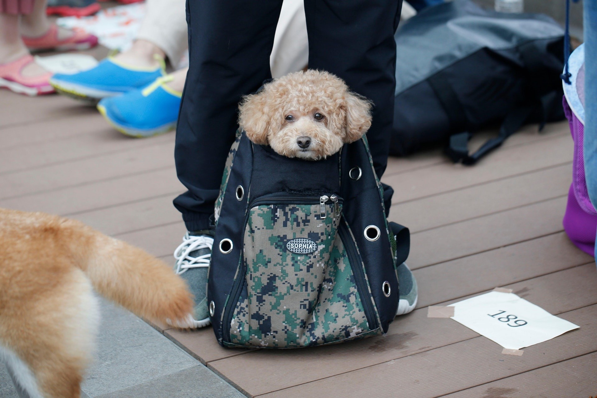 養狗的人,他們平均步行時數較多,對身體亦相對健康。(梁鵬威攝)